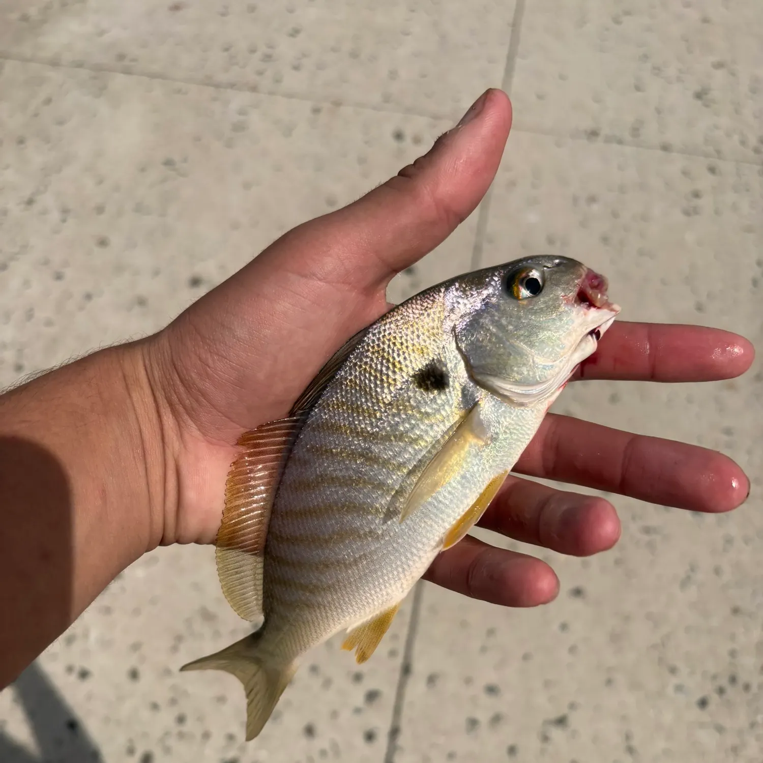 catch