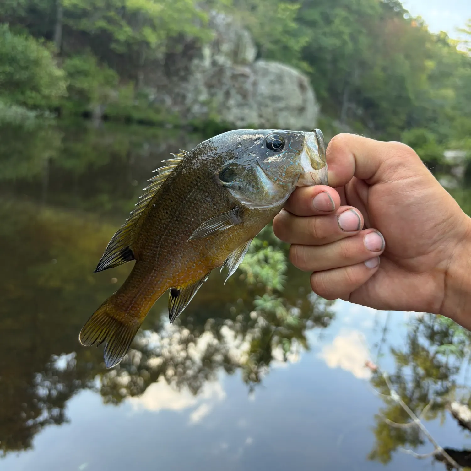 Green sunfish caught on Fishbrain