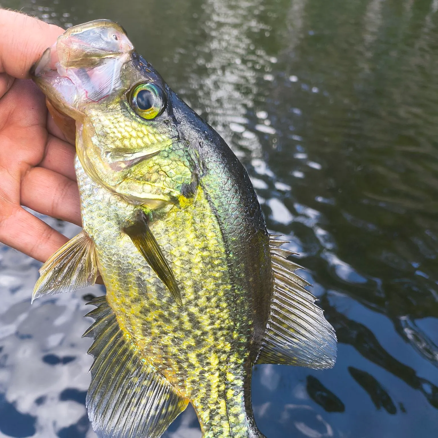 Black crappie caught on Fishbrain