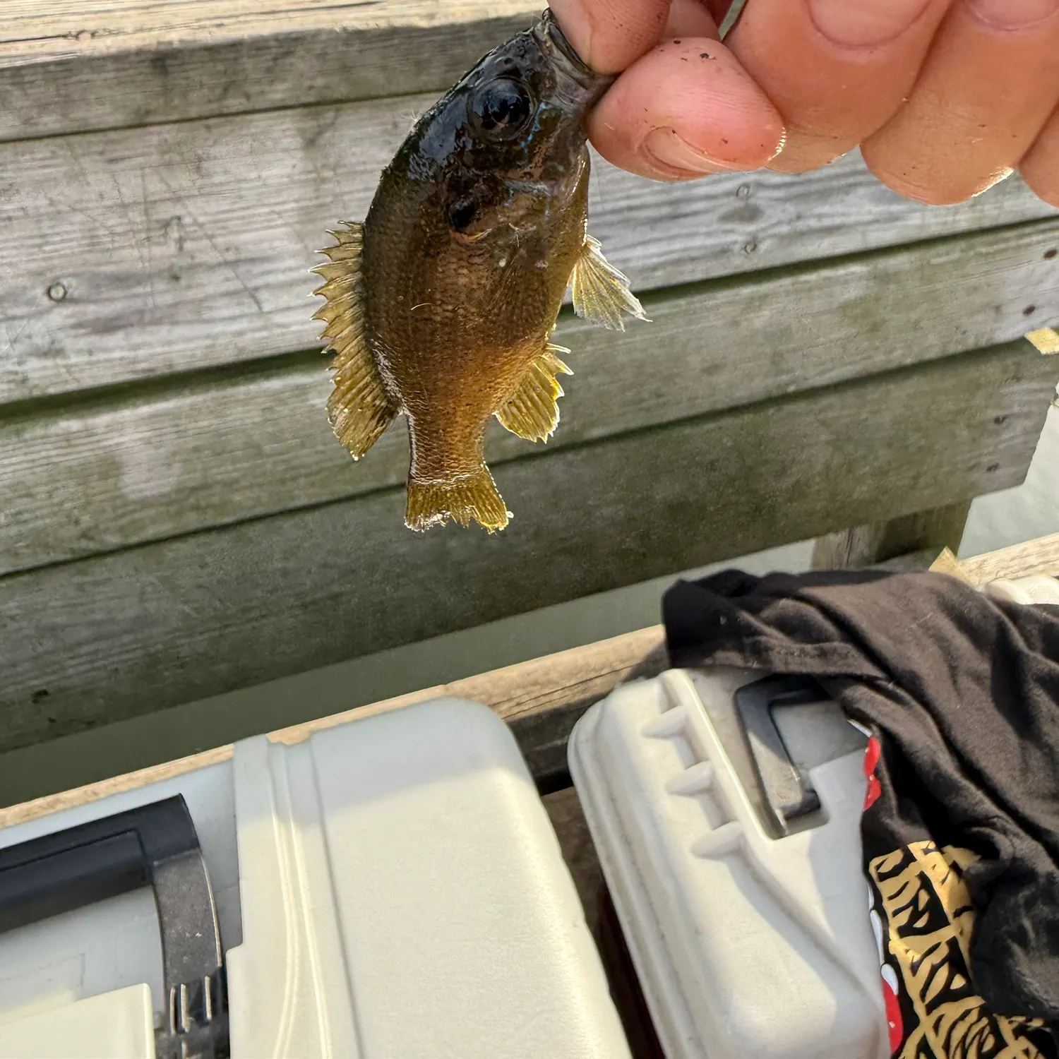 Green sunfish caught on Fishbrain