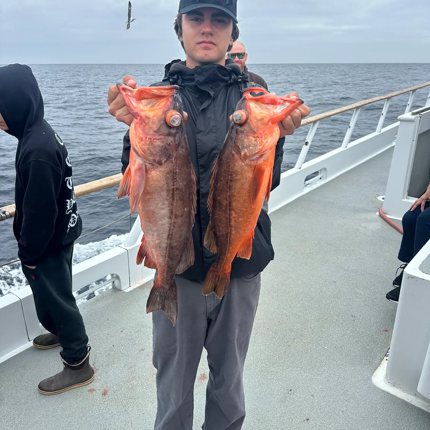 The most recent Bocaccio rockfish catches on Fishbrain