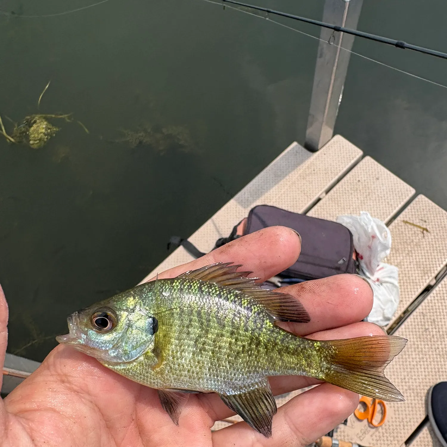 The most recent Bluegill catches on Fishbrain