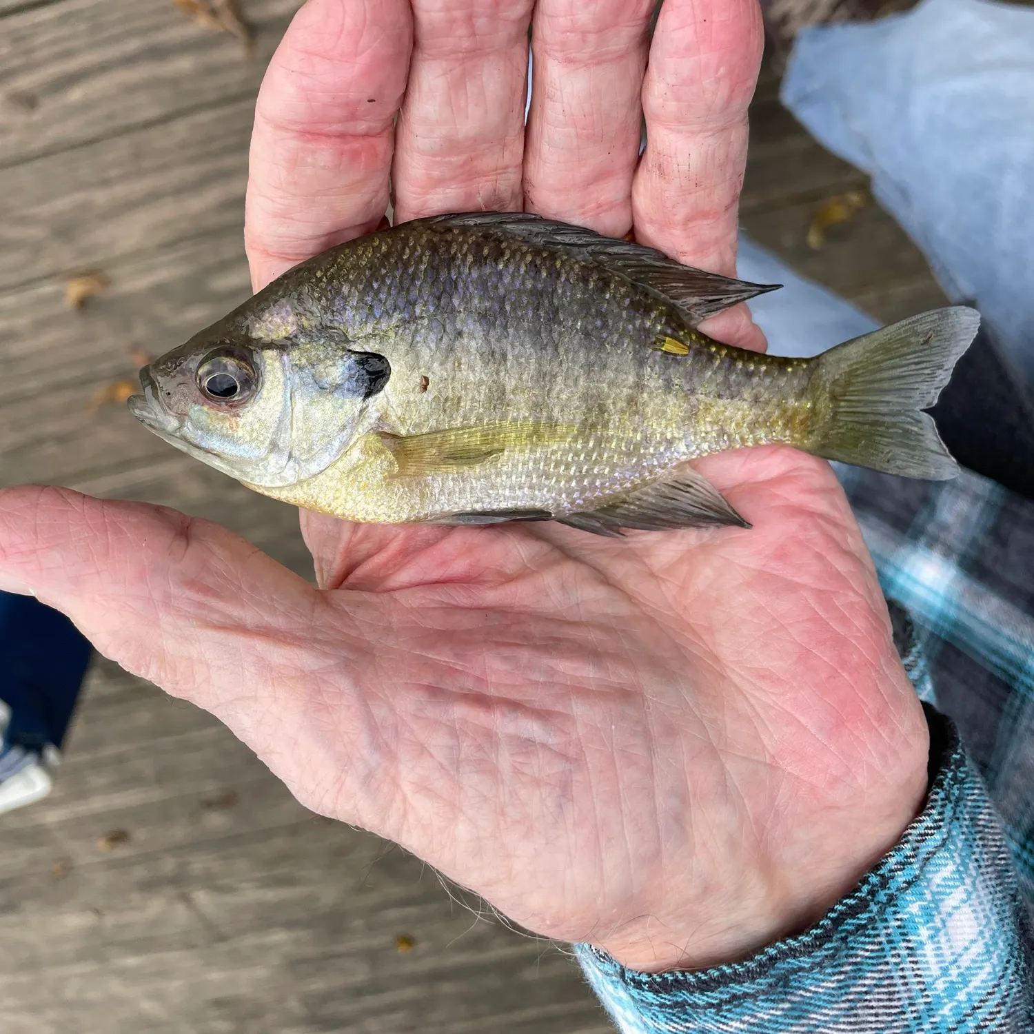 Bluegill caught on Fishbrain