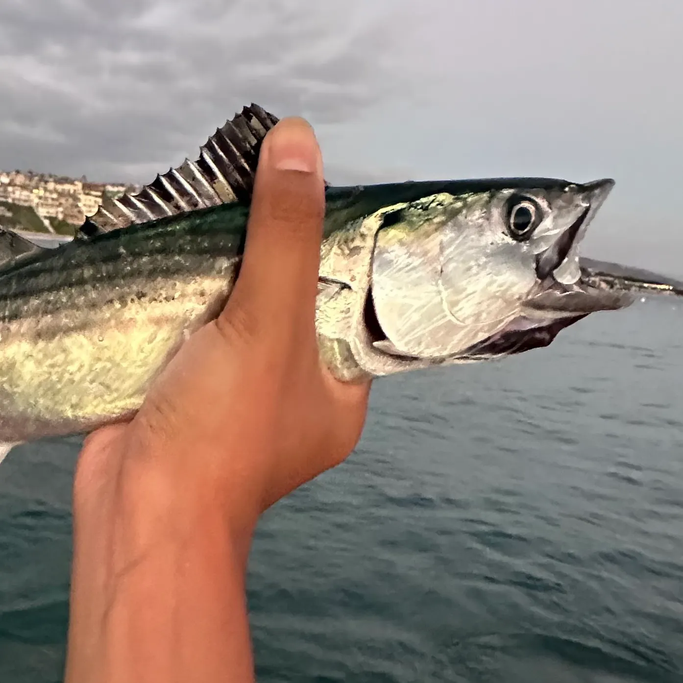 Eastern Pacific bonito caught on Fishbrain