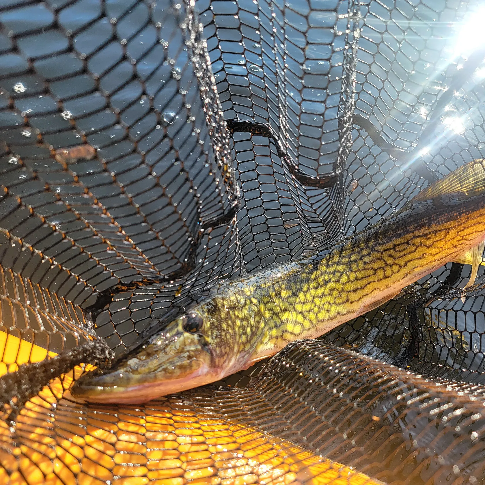 The most recent Chain pickerel catches on Fishbrain