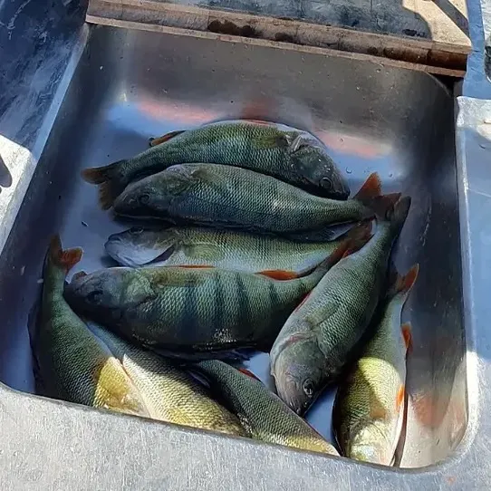 European perch caught on Fishbrain