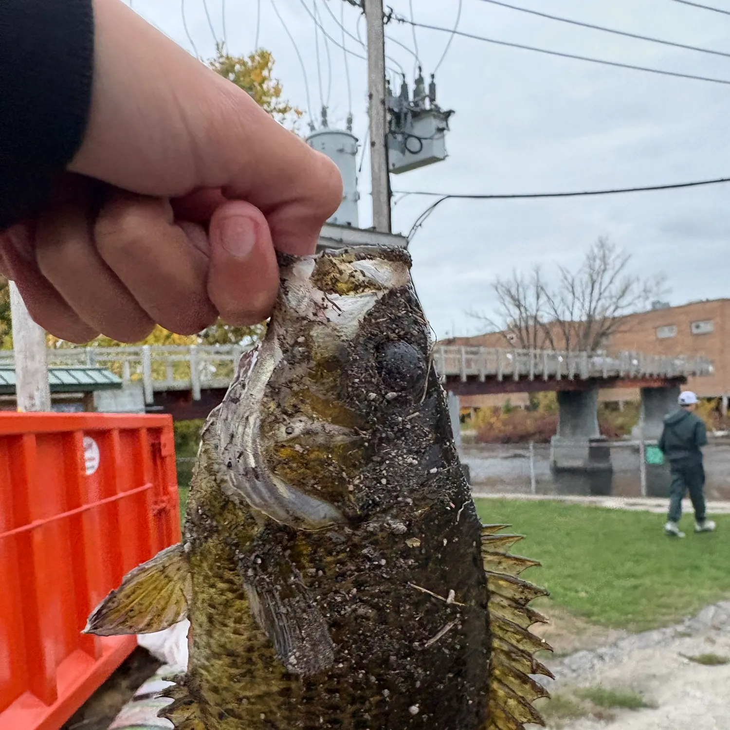 Rock bass caught on Fishbrain