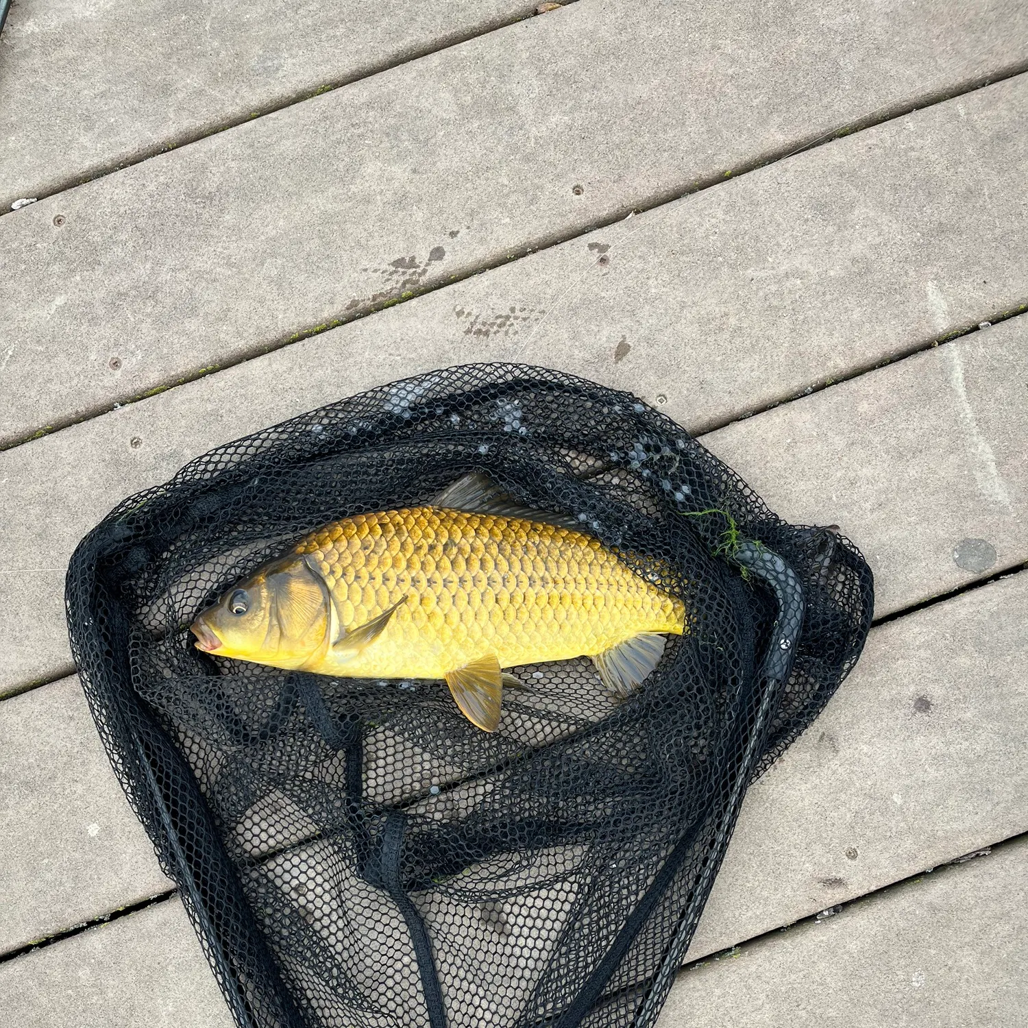 The most recent F1 carp catches on Fishbrain