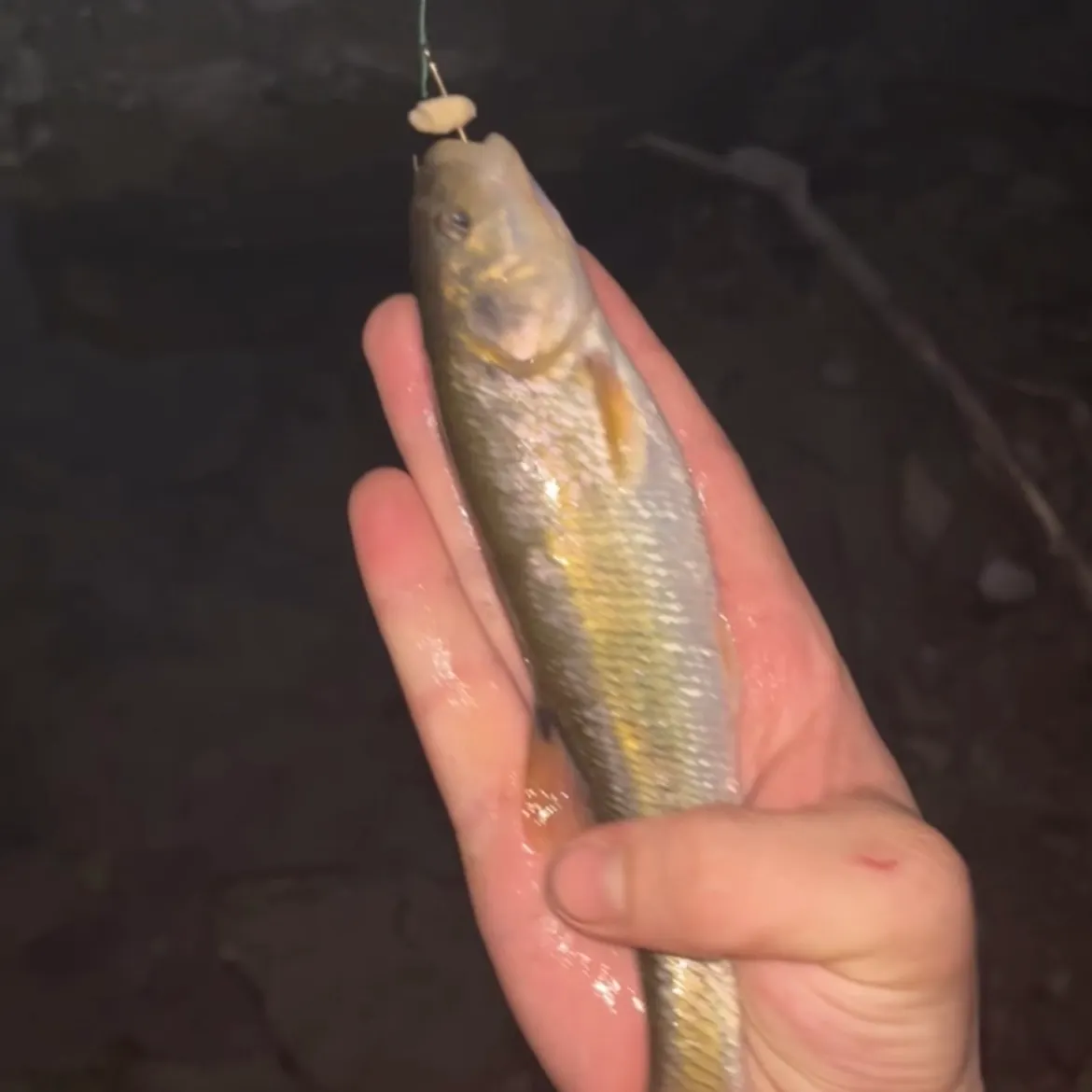 Fish caught on Fishbrain