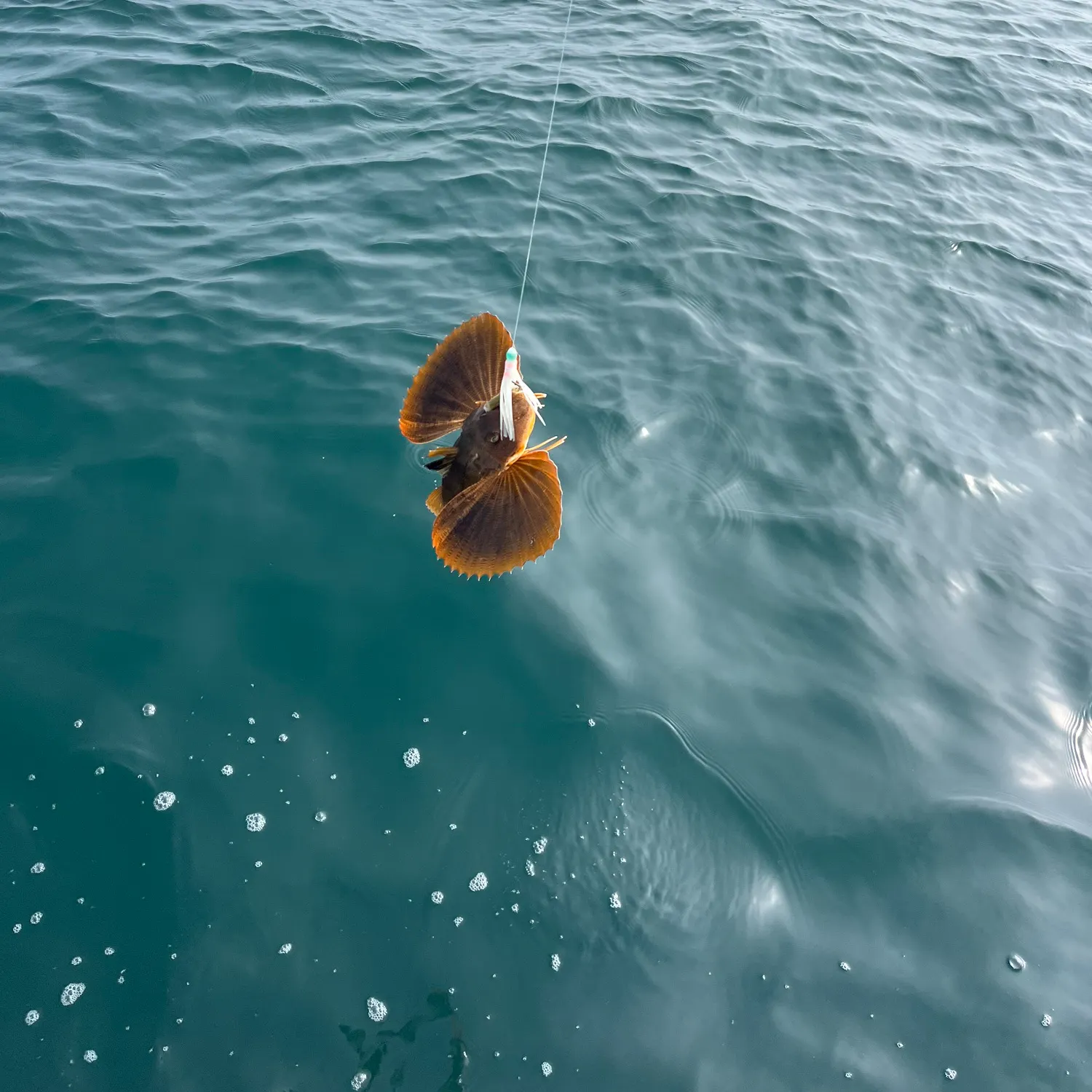 The most recent Striped searobin catches on Fishbrain