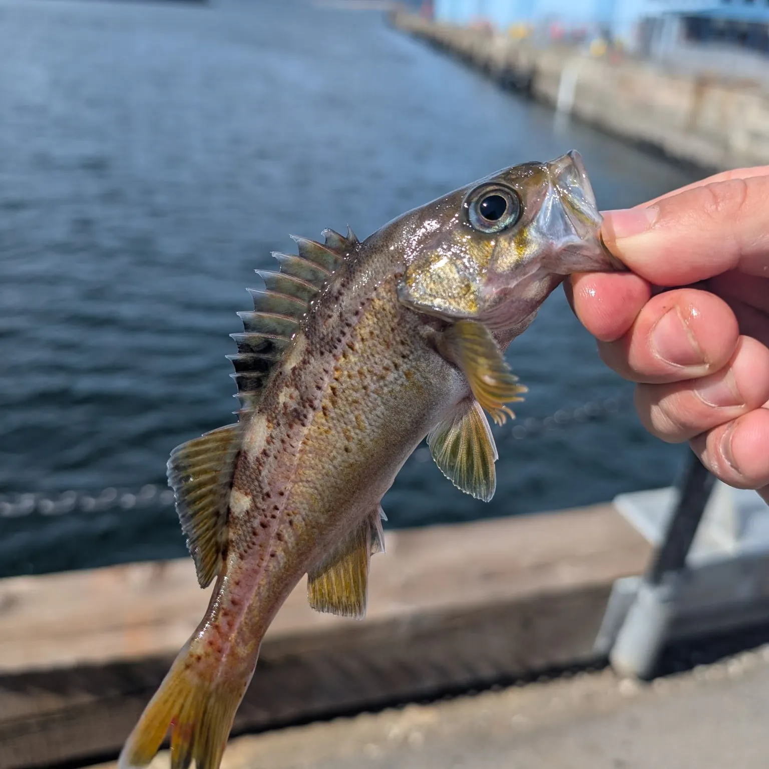 The most recent Copper rockfish catches on Fishbrain