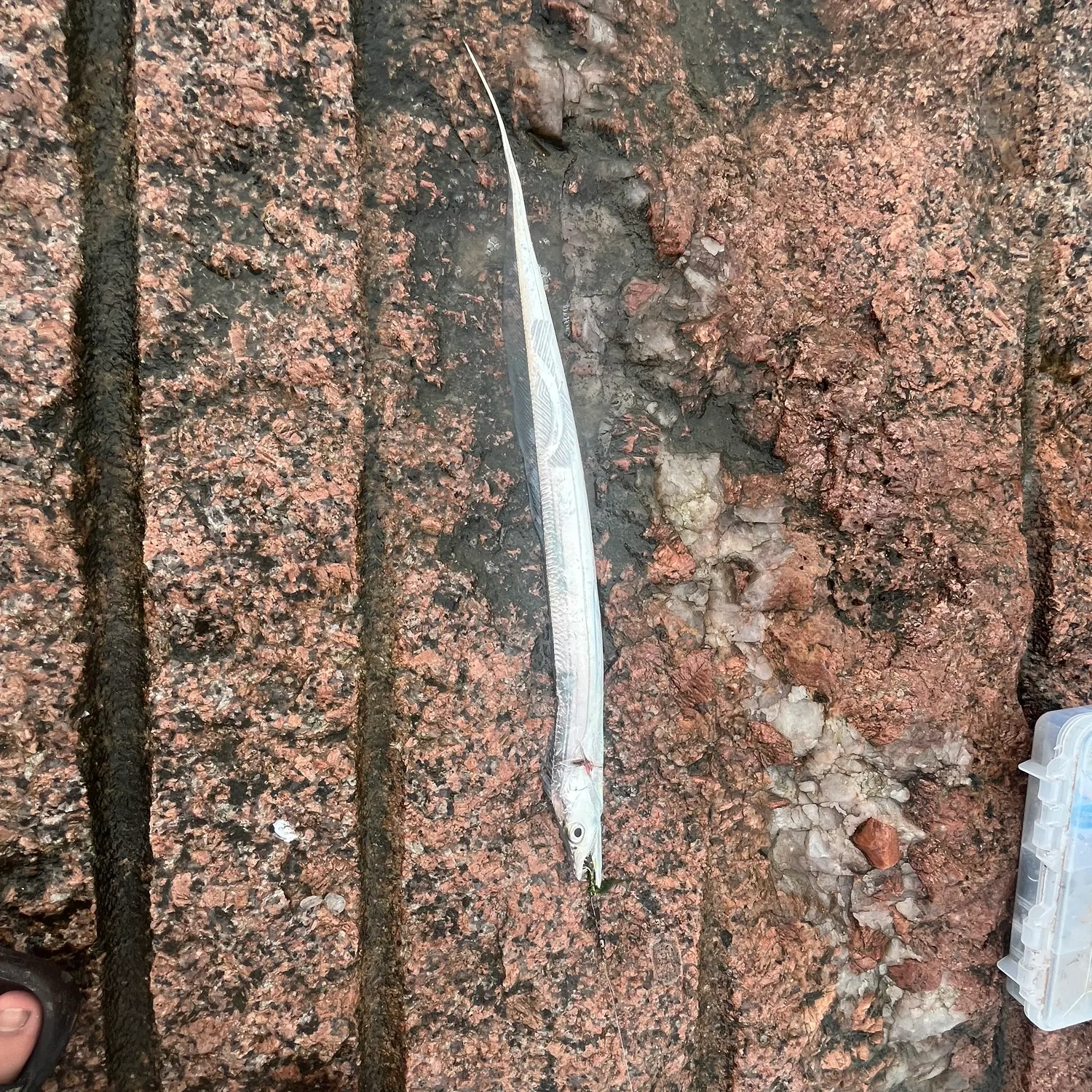 The most recent Atlantic cutlassfish catches on Fishbrain