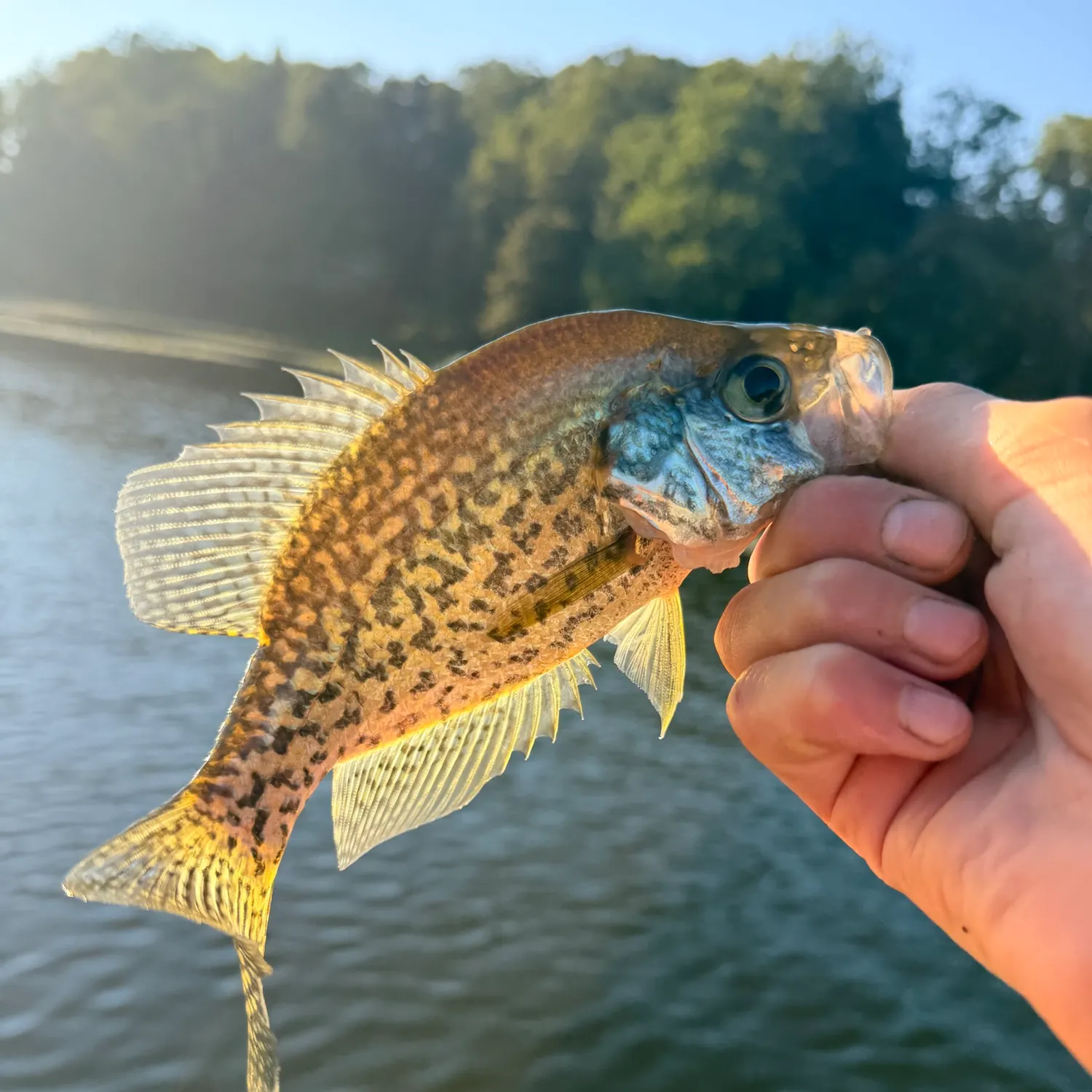 Black crappie caught on Fishbrain