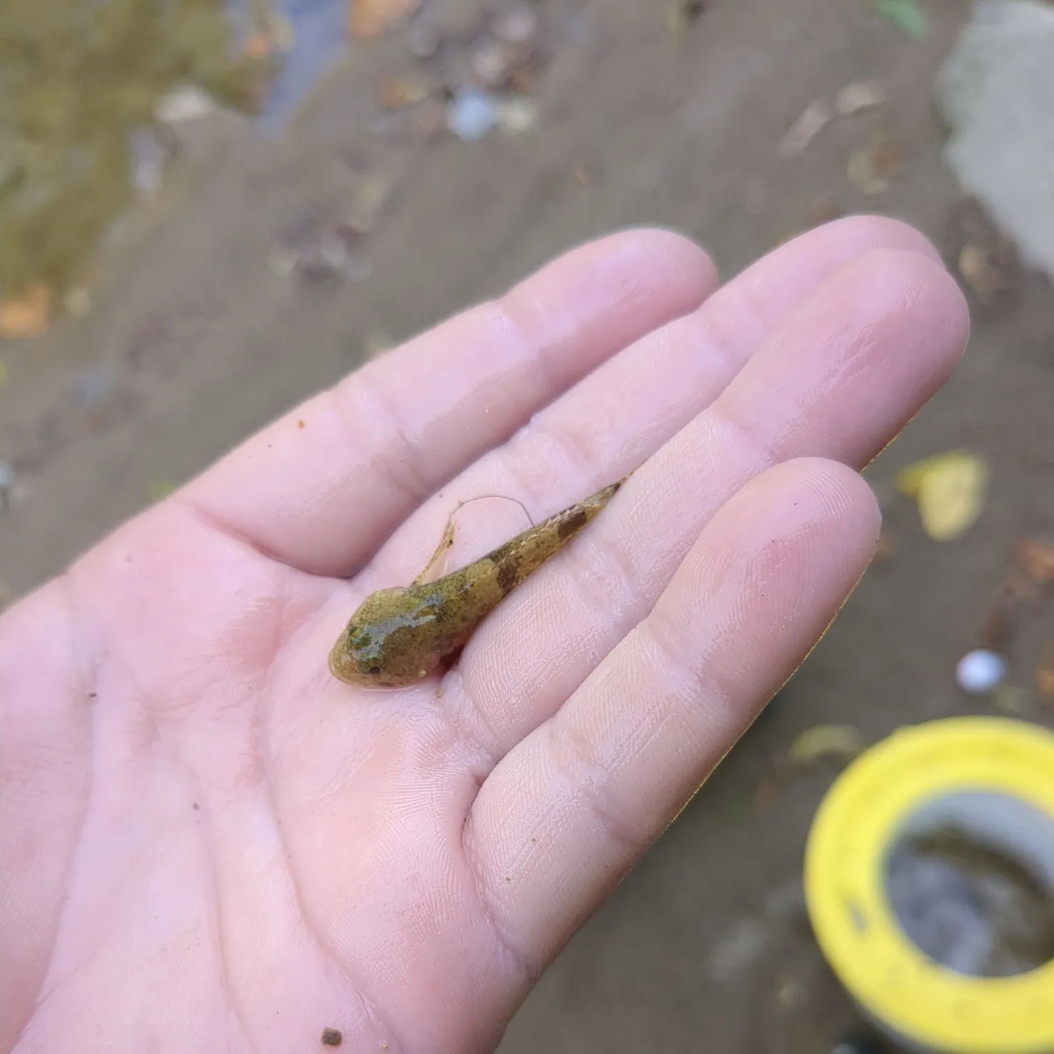 Mottled sculpin caught on Fishbrain
