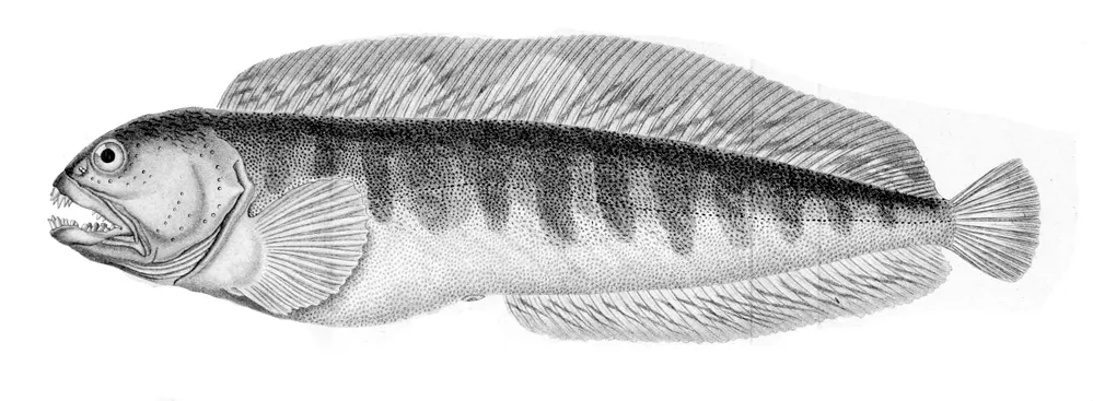 Atlantic wolffish