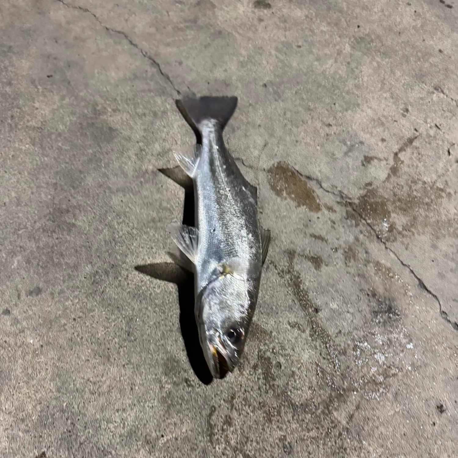 The most recent Shortfin corvina catches on Fishbrain