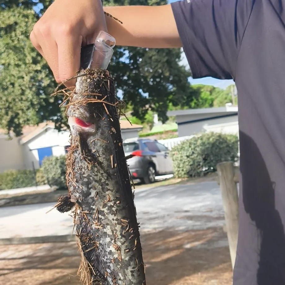 Wels catfish caught on Fishbrain