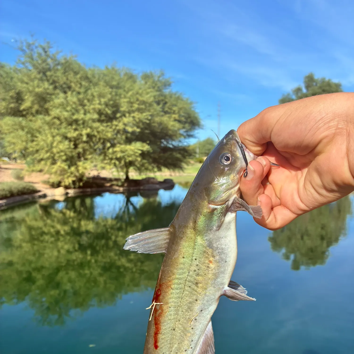 catch