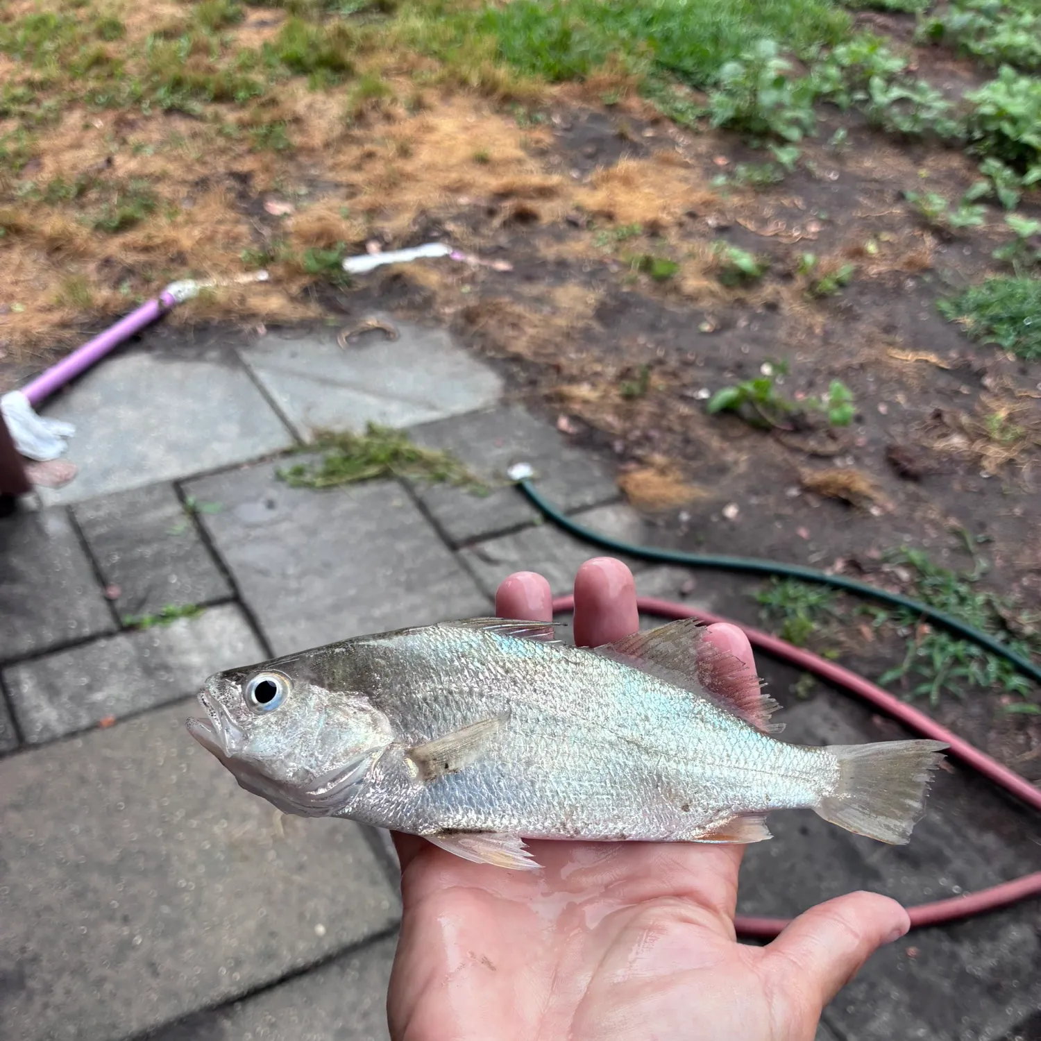 The most recent Silver perch catches on Fishbrain