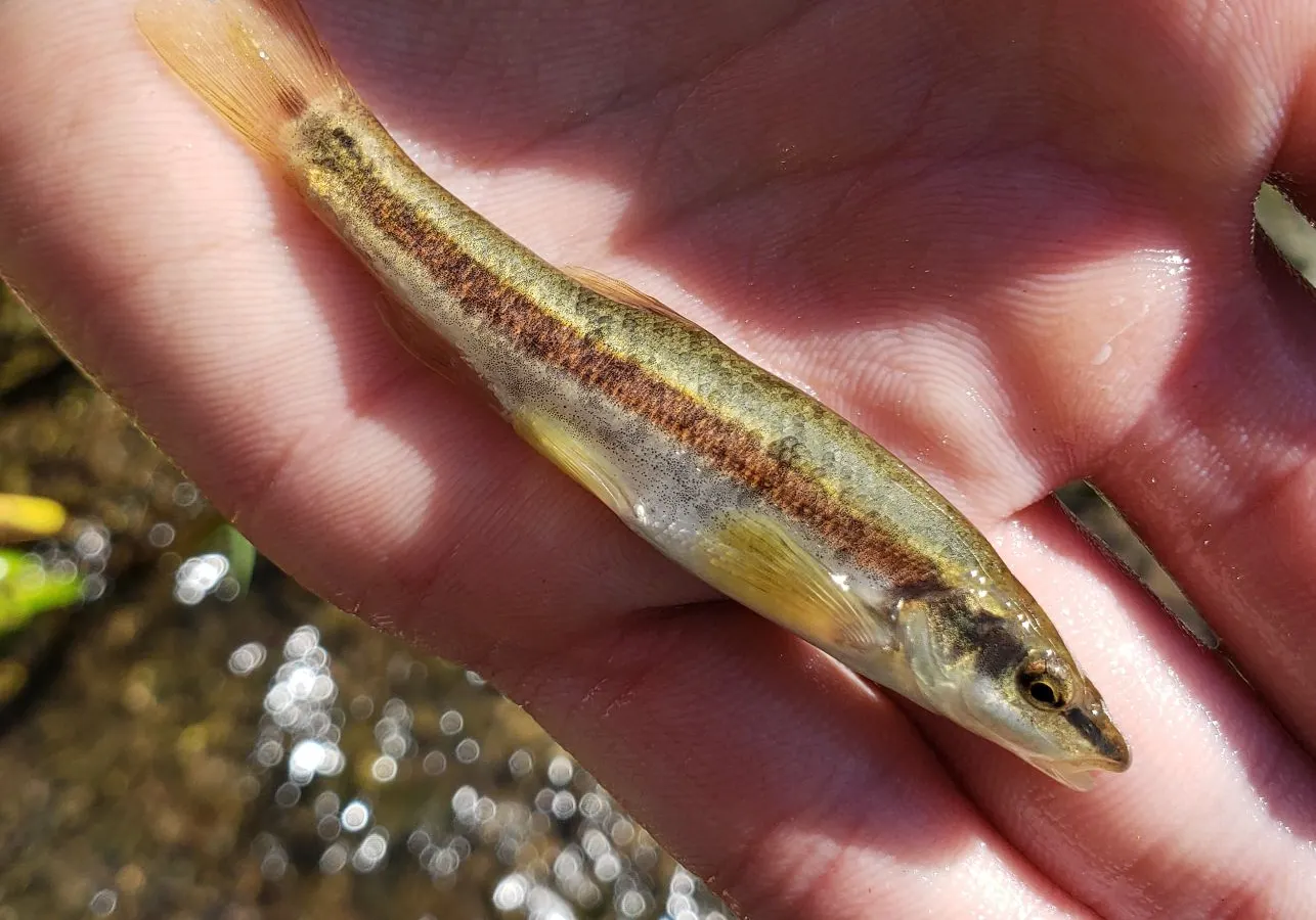 Eastern blacknose dace