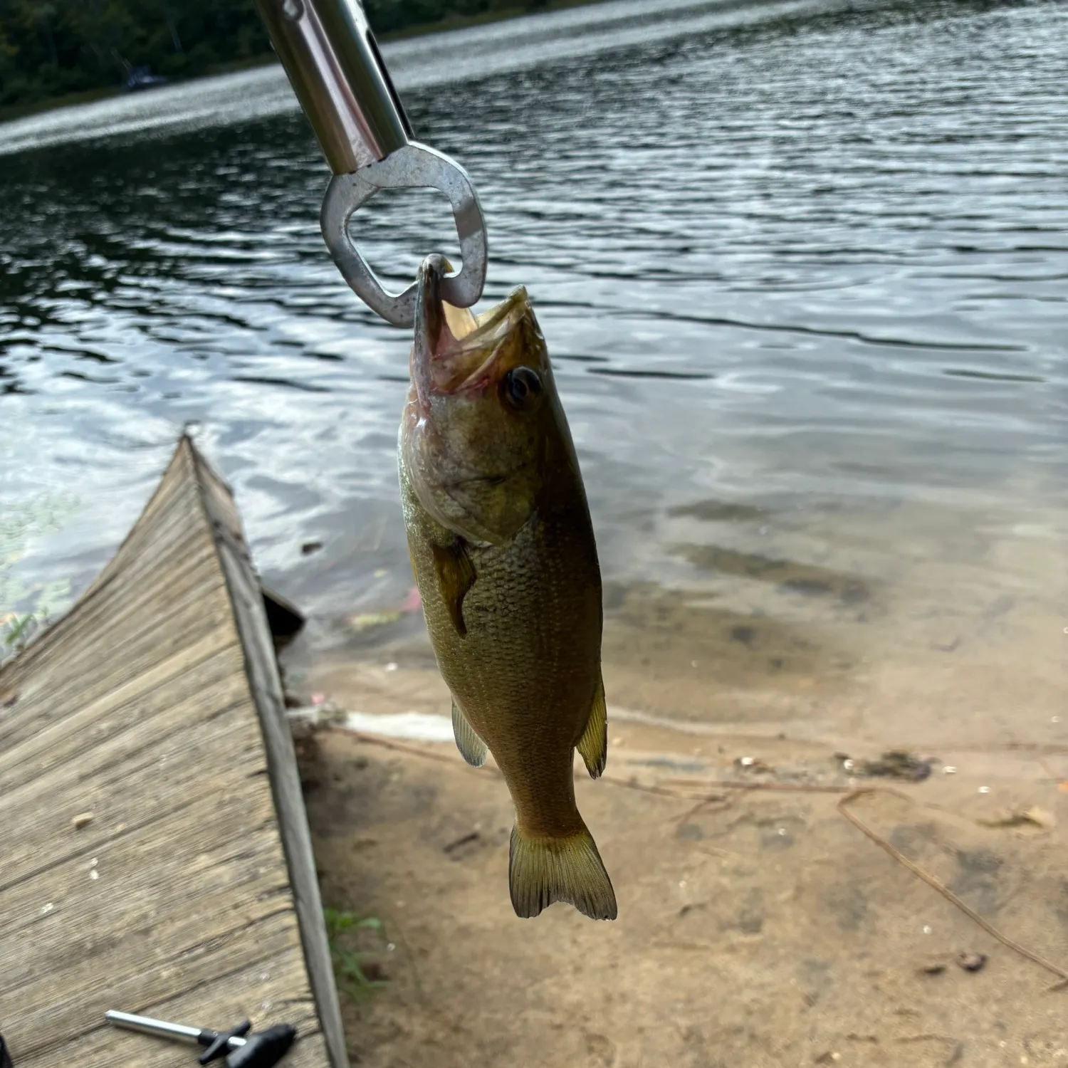 Smallmouth bass caught on Fishbrain