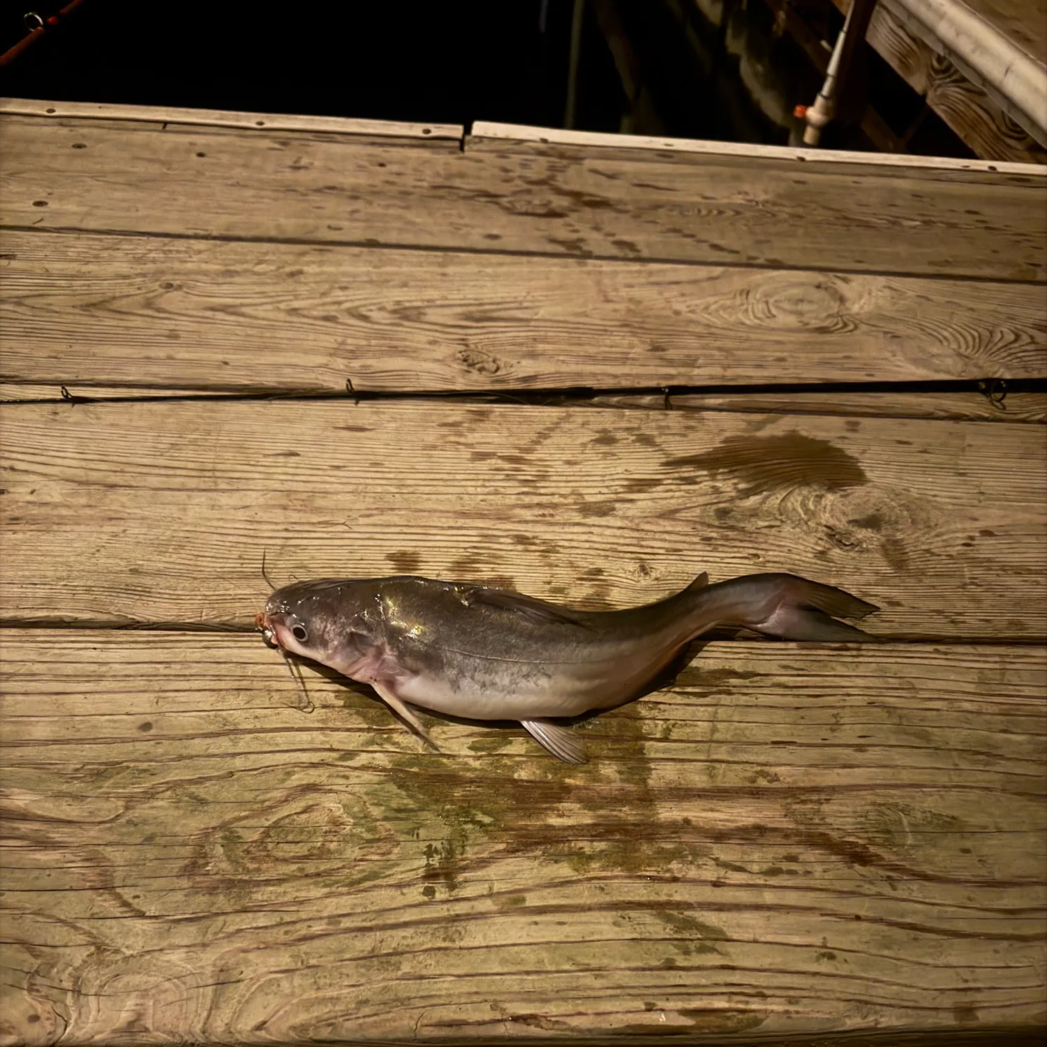 Channel catfish caught on Fishbrain