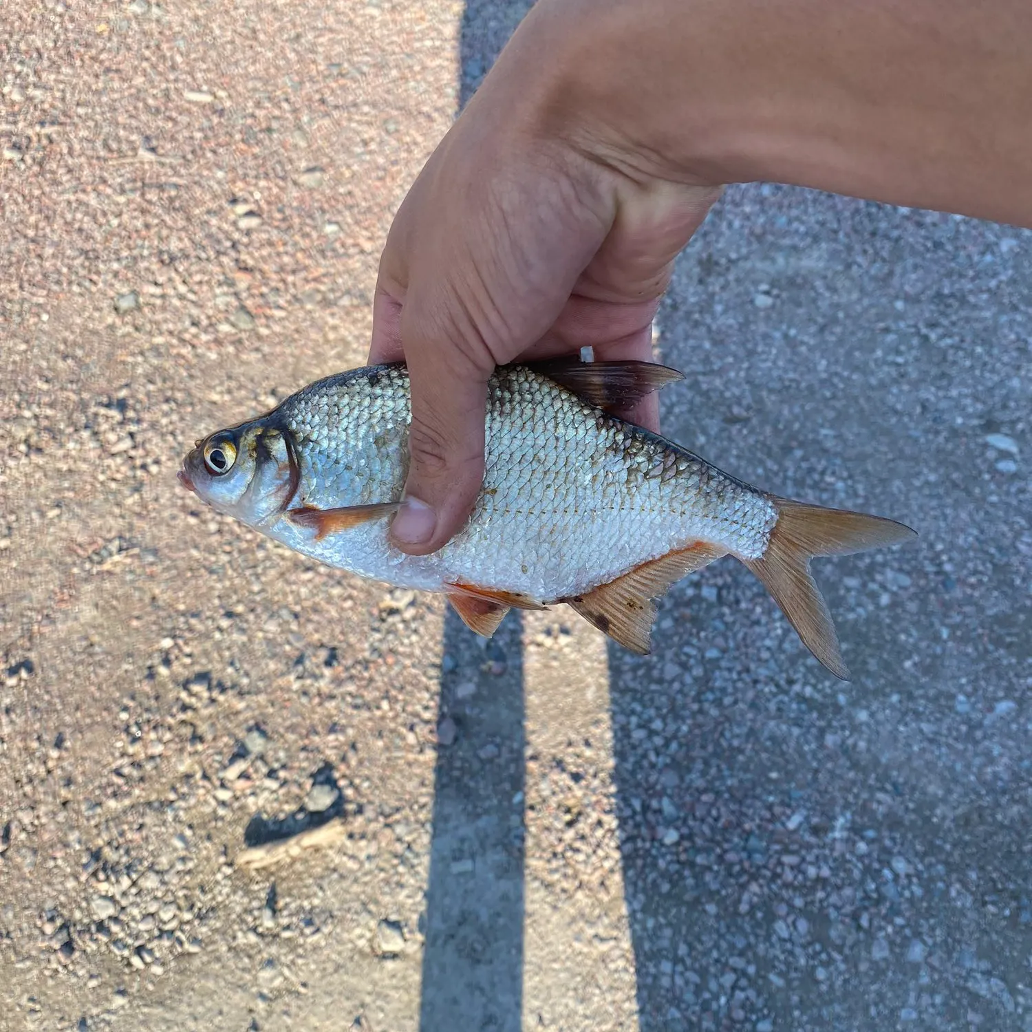 angler catch