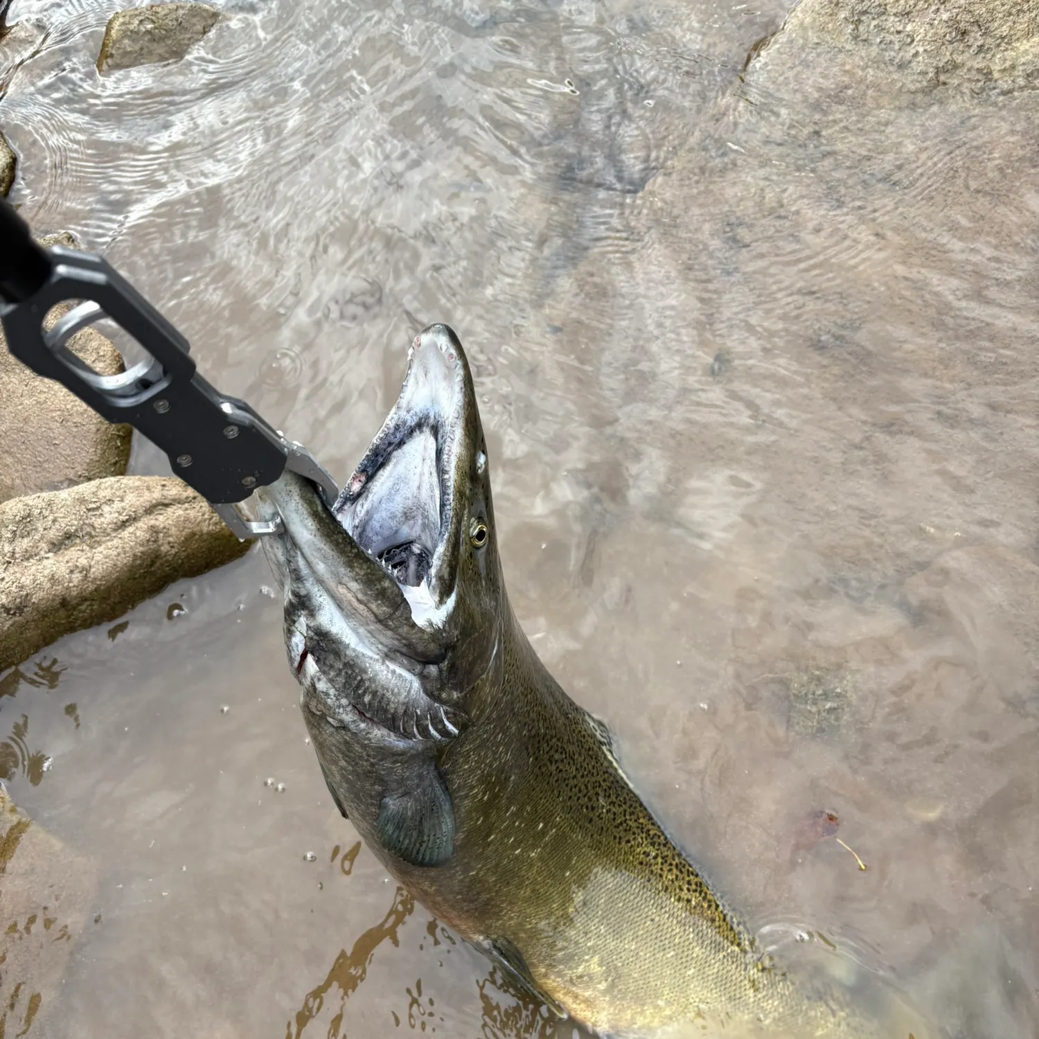 Chinook salmon caught on Fishbrain