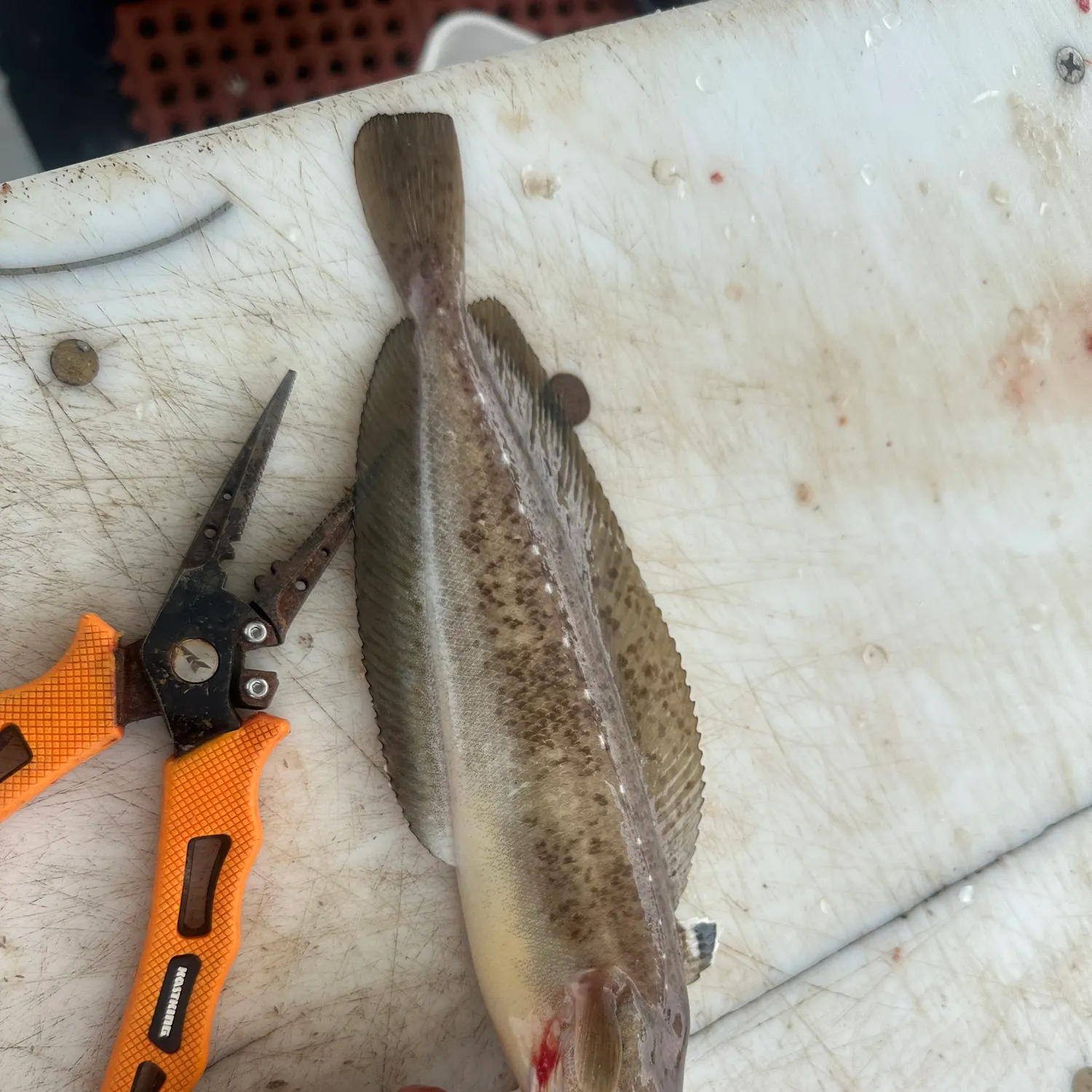 The most recent Spotted hake catches on Fishbrain