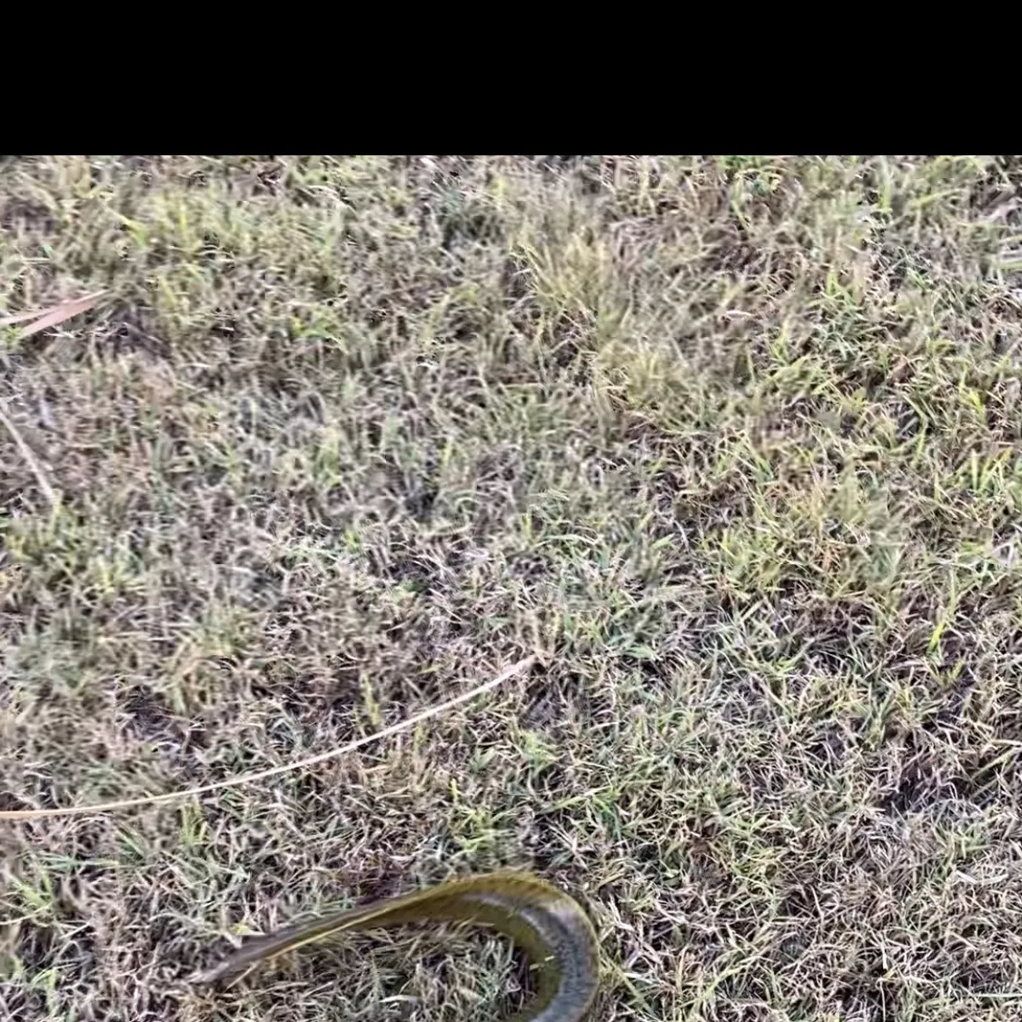 Shortfin eel caught on Fishbrain