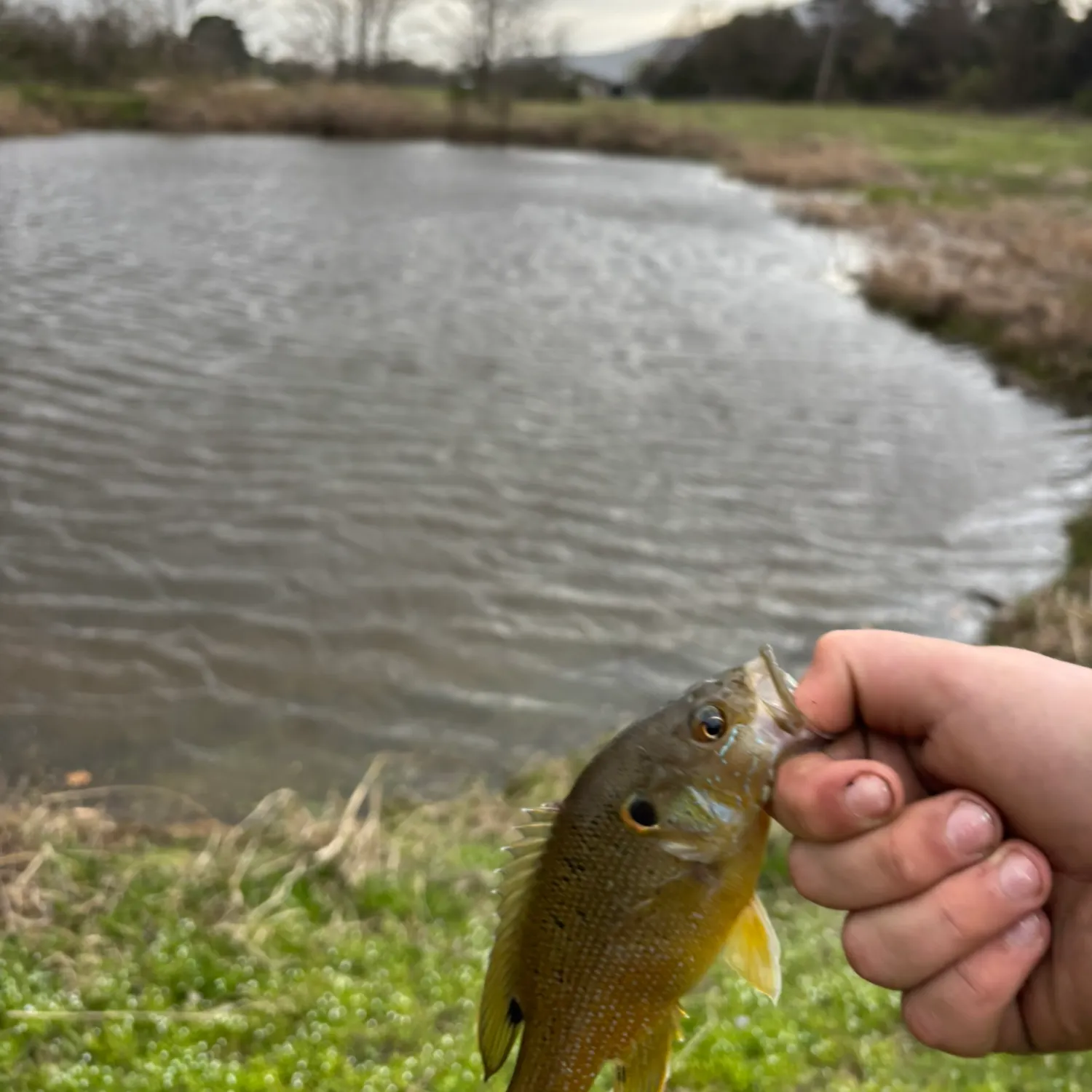 The most recent Green sunfish catches on Fishbrain