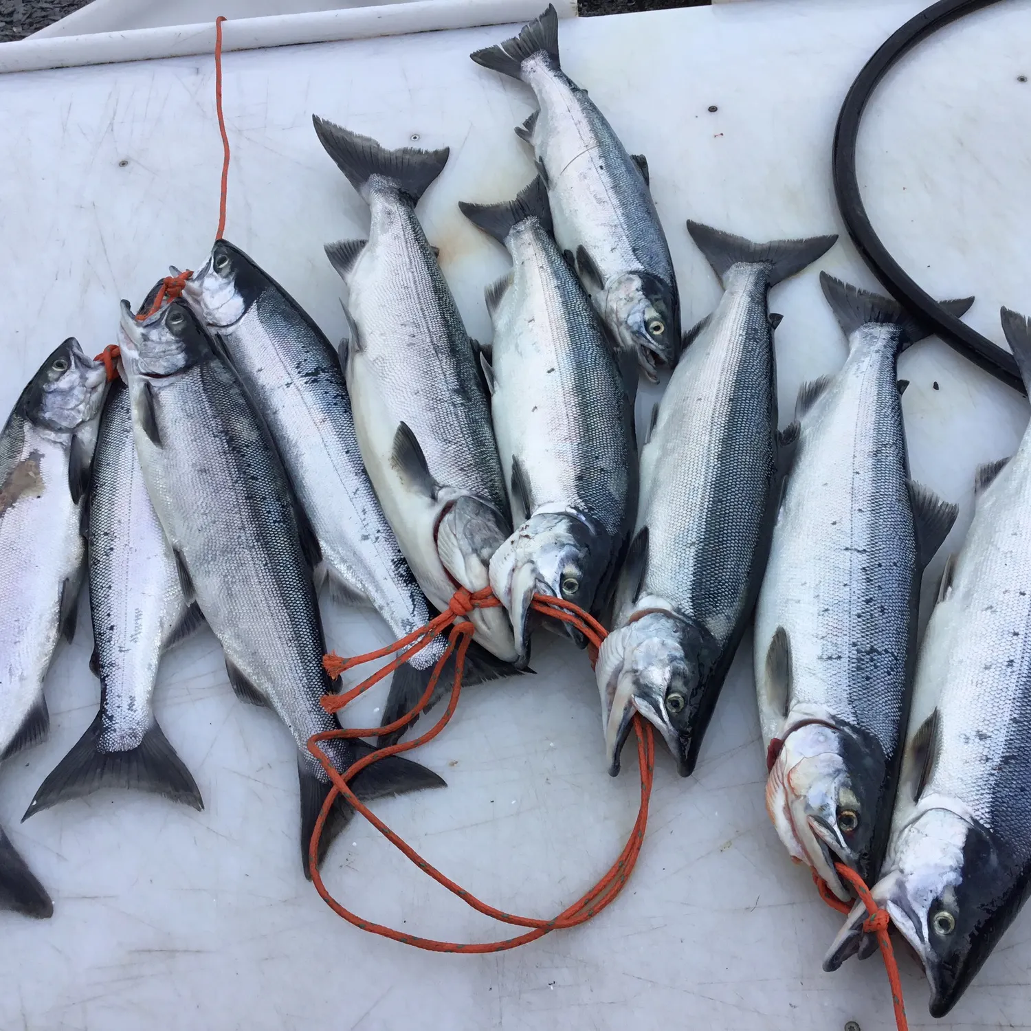 recently logged catches