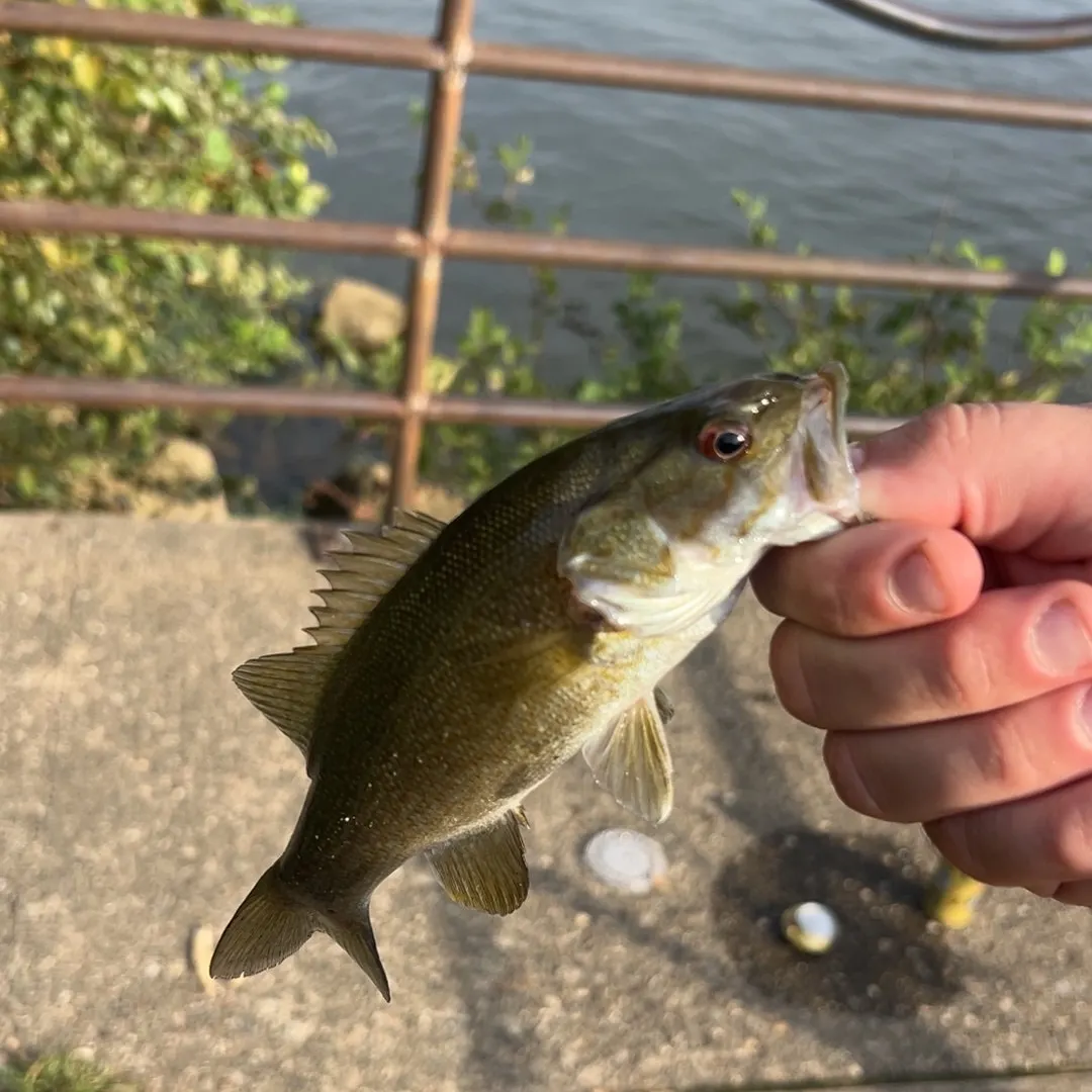 Smallmouth bass caught on Fishbrain