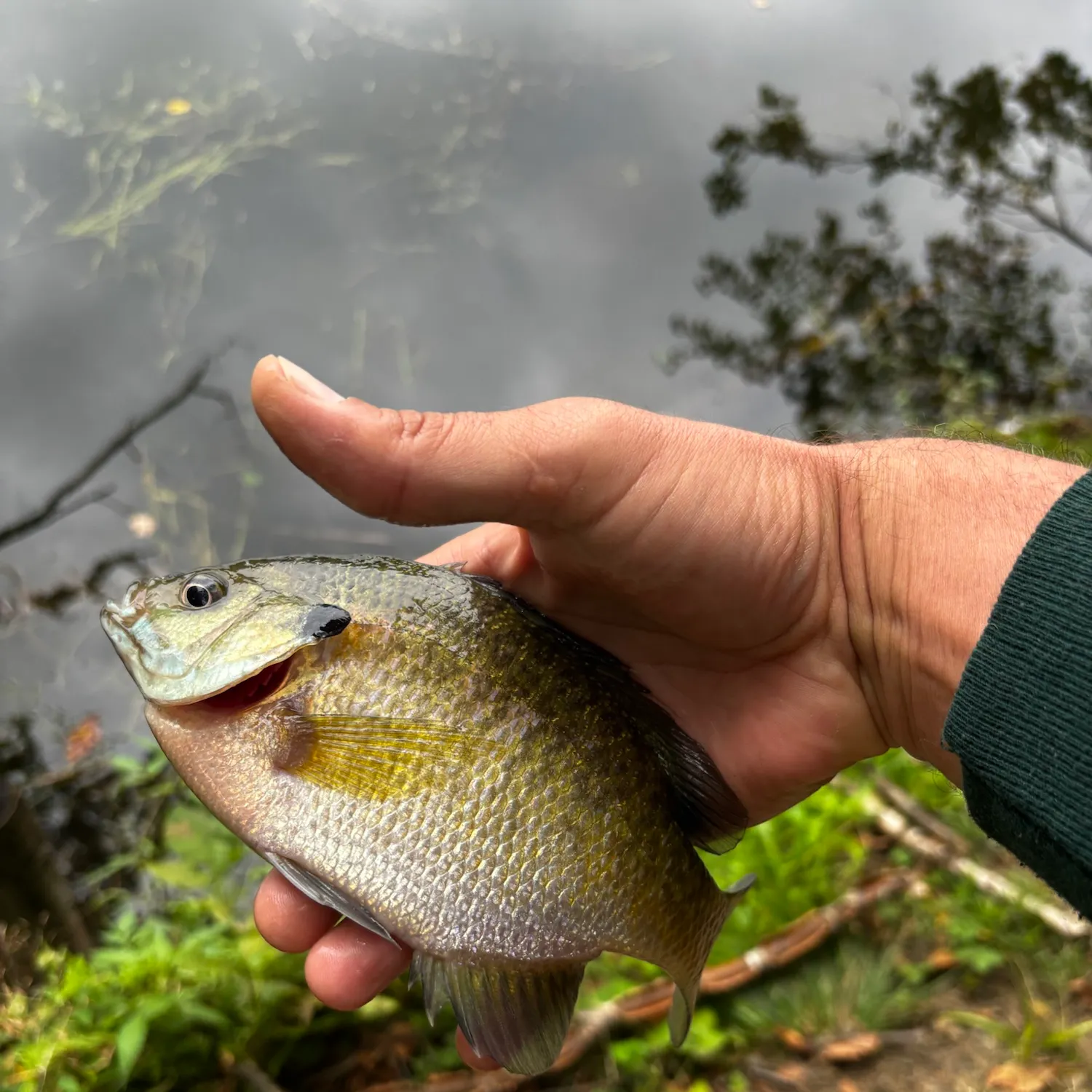 Bluegill caught on Fishbrain
