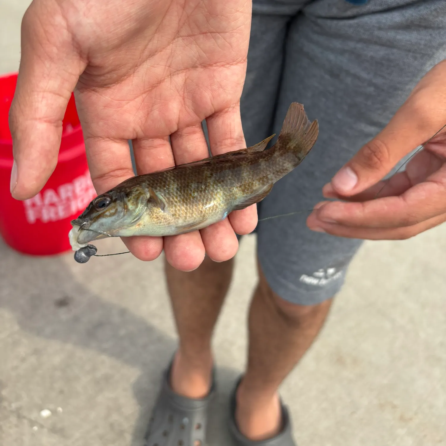 Cunner caught on Fishbrain