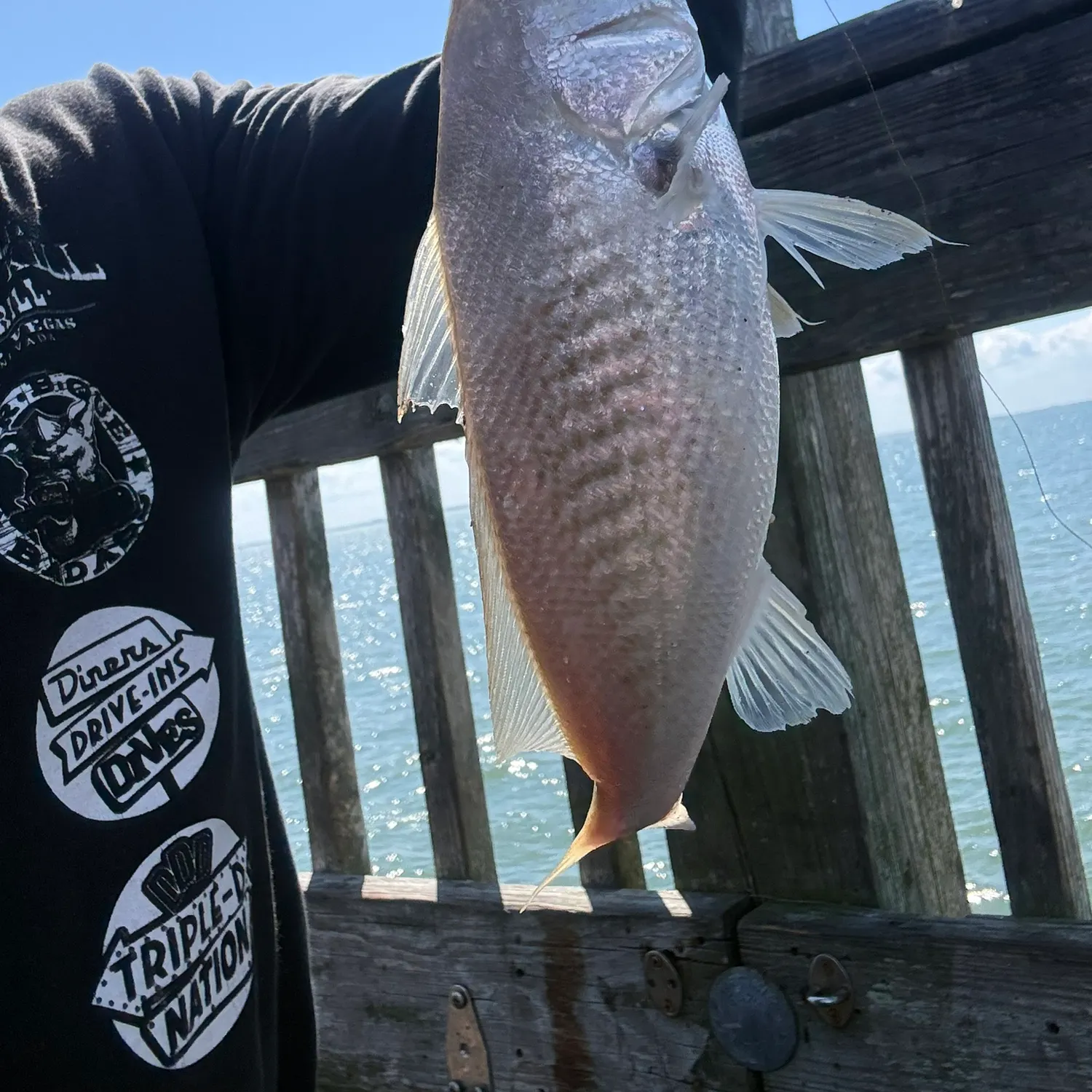 Atlantic croaker caught on Fishbrain