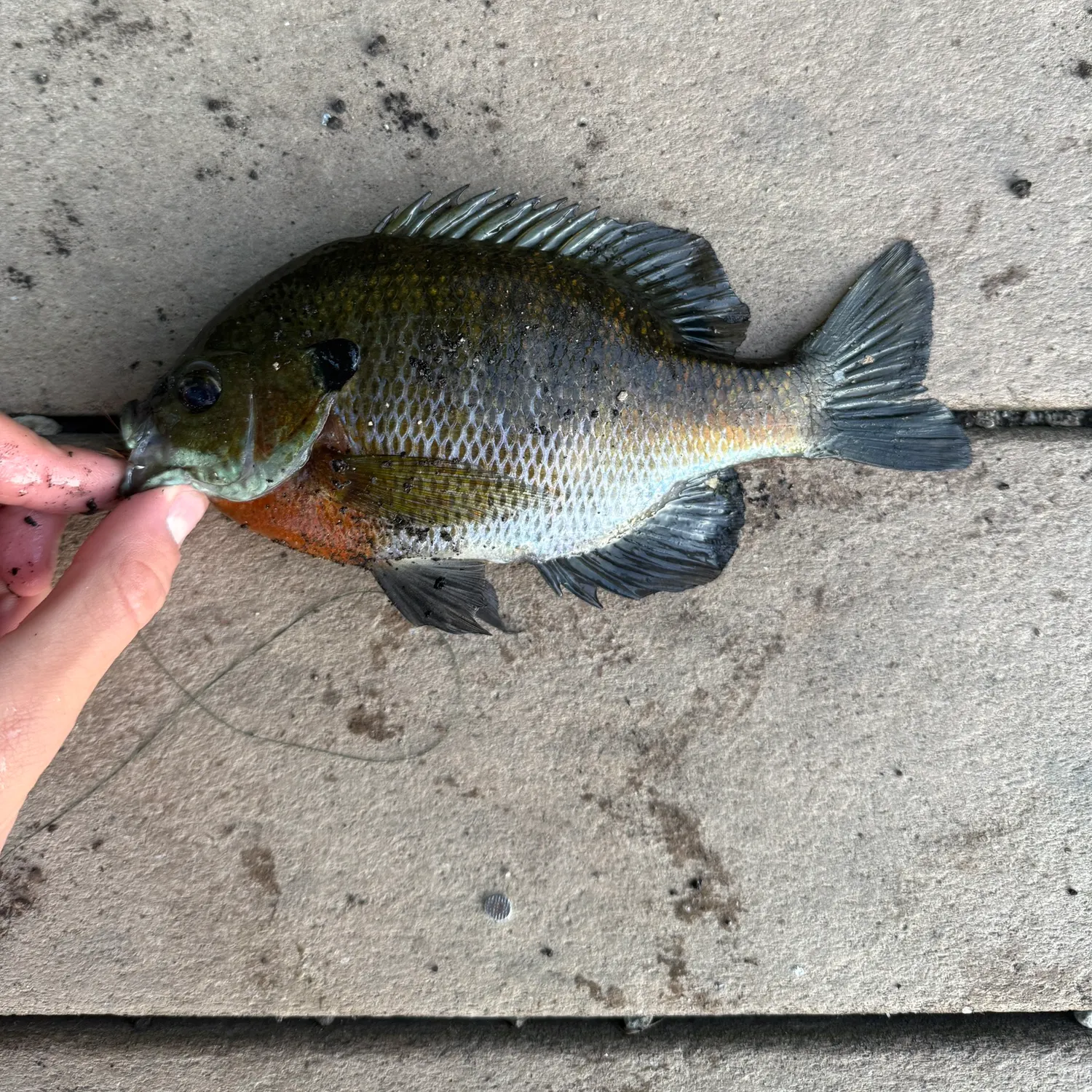 Bluegill caught on Fishbrain