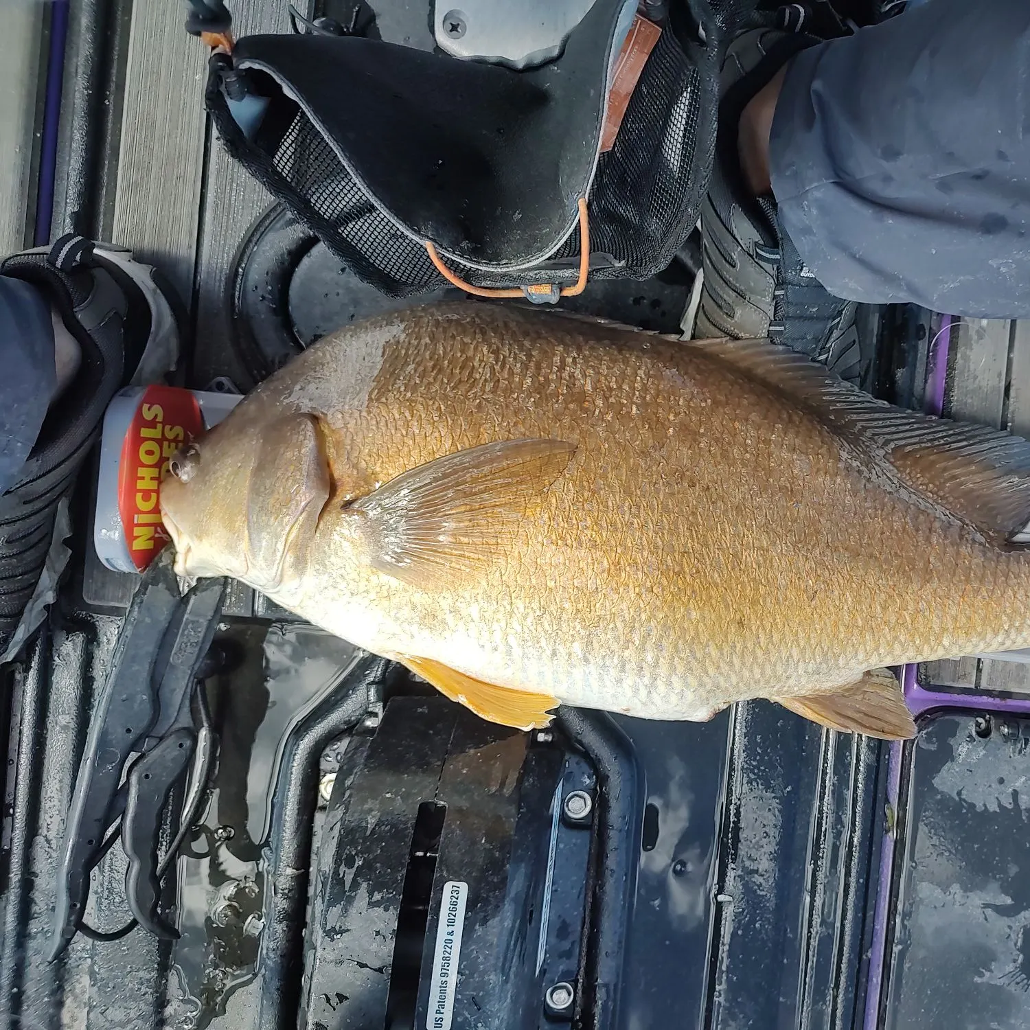 Freshwater drum caught on Fishbrain