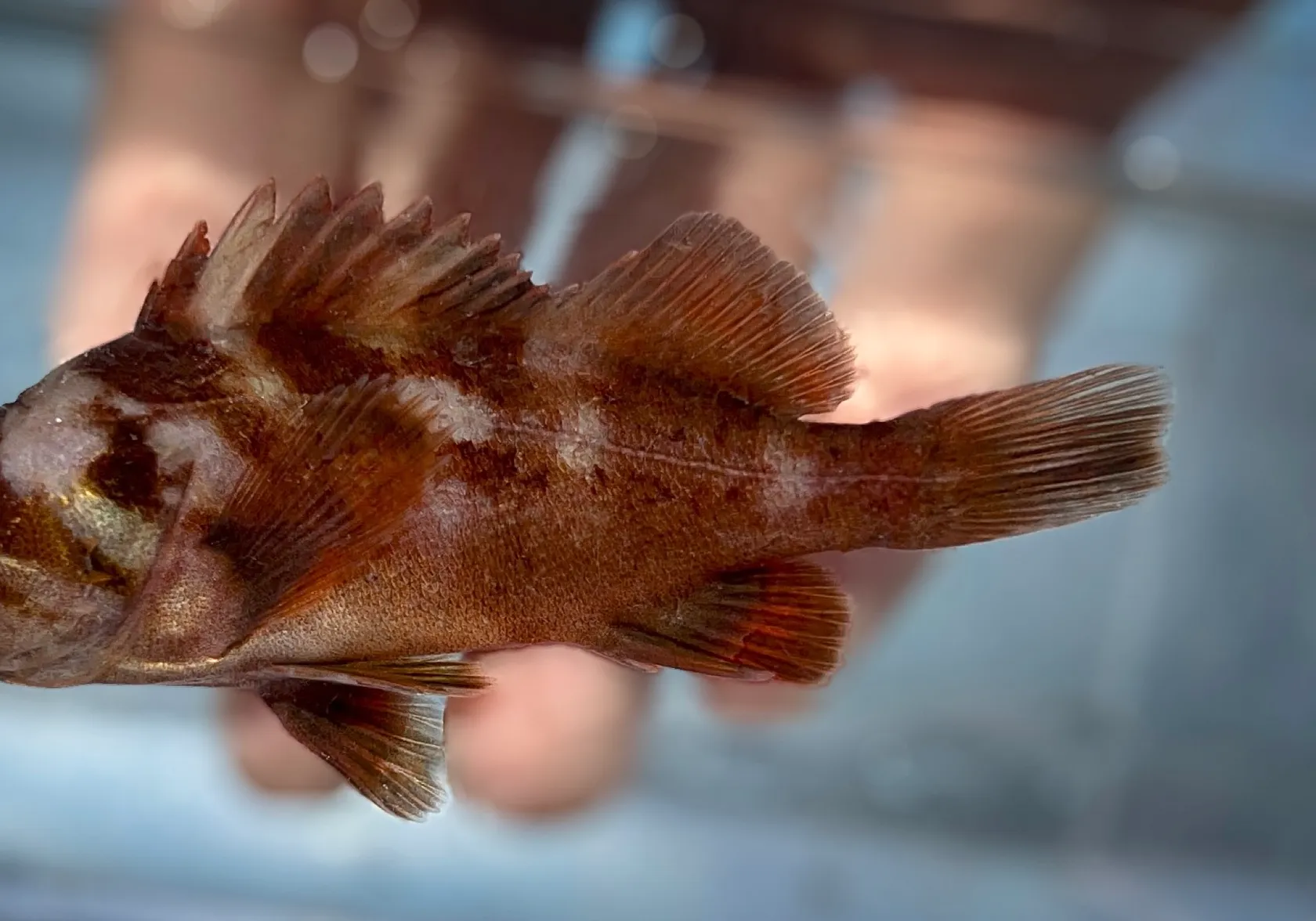 Shiner perch