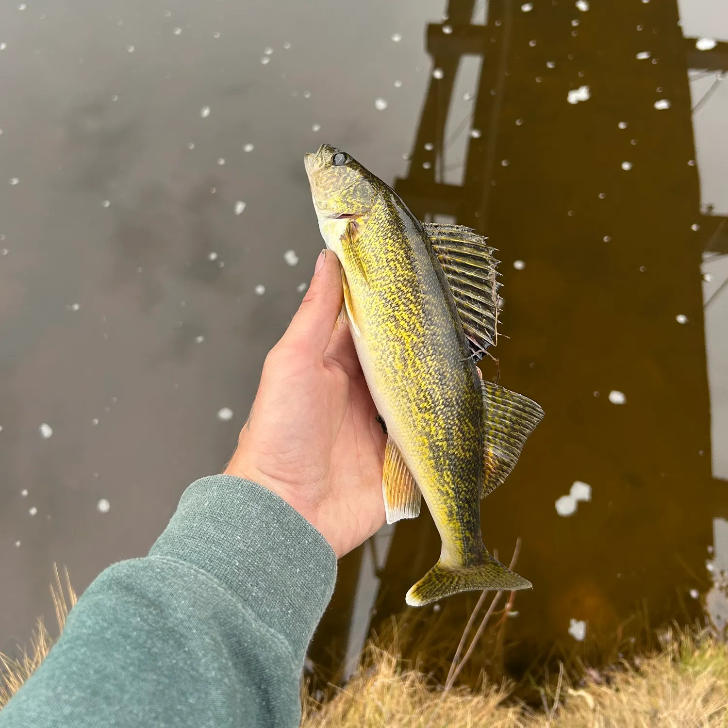 Walleye caught on Fishbrain