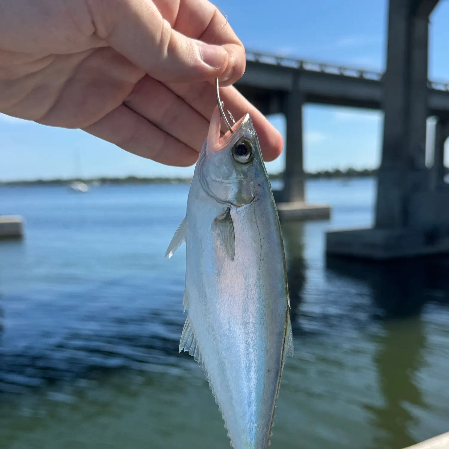 The most recent Leatherjack catches on Fishbrain