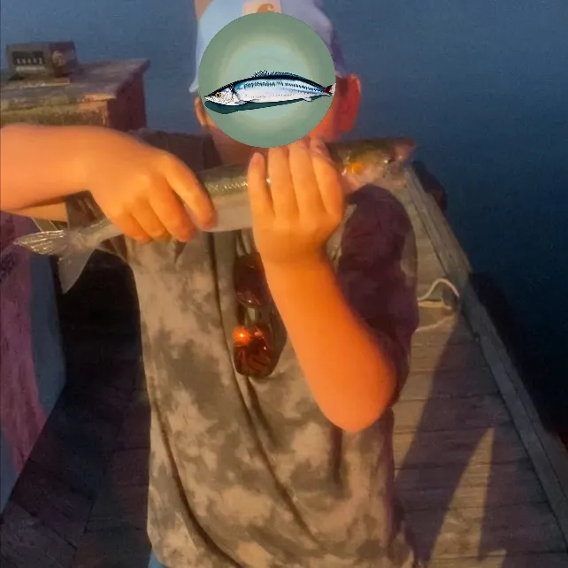 The most recent Jack silverside catches on Fishbrain