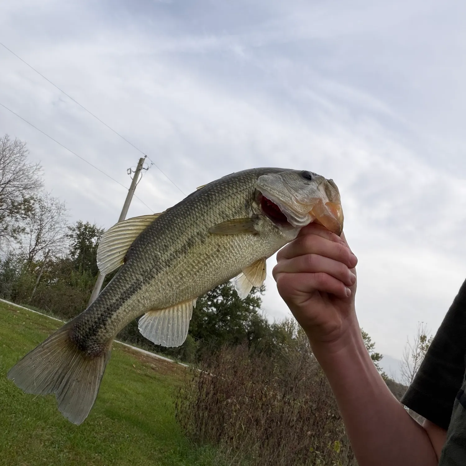 Spotted bass caught on Fishbrain