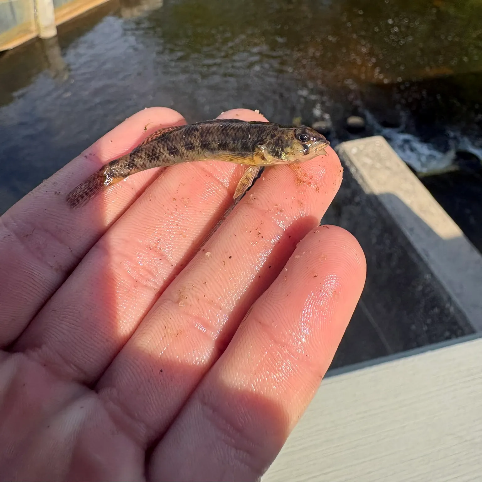 The most recent Northern tessellated darter catches on Fishbrain