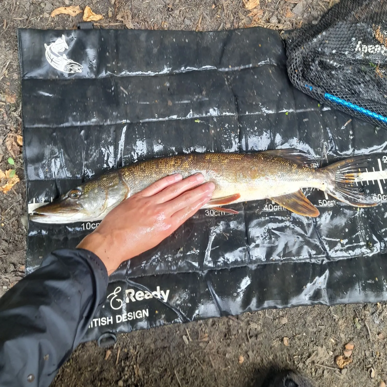 Northern pike caught on Fishbrain