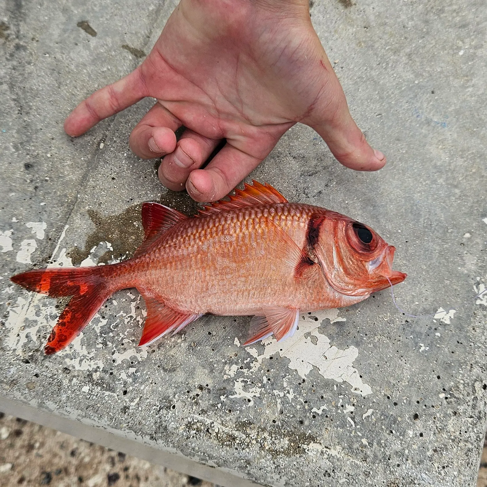 The most recent Blotcheye soldierfish catches on Fishbrain