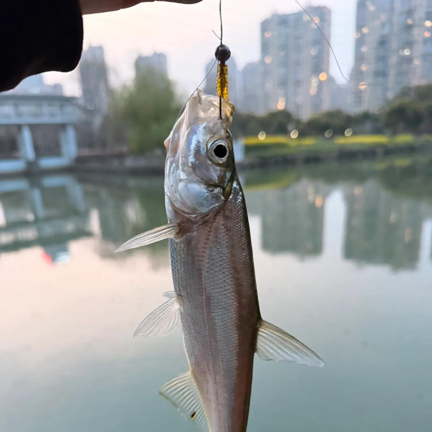 The most recent Predatory carp catches on Fishbrain