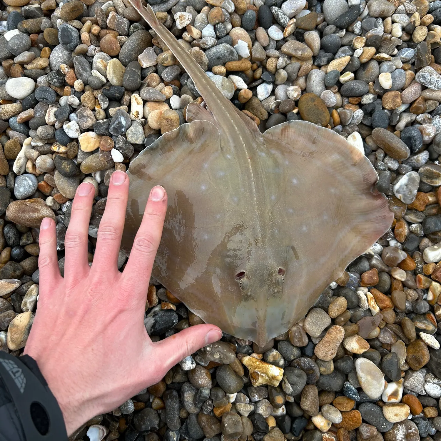 The most recent Blonde ray catches on Fishbrain