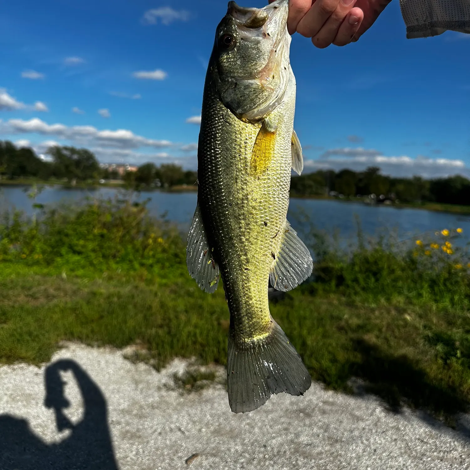 Largemouth bass caught on Fishbrain