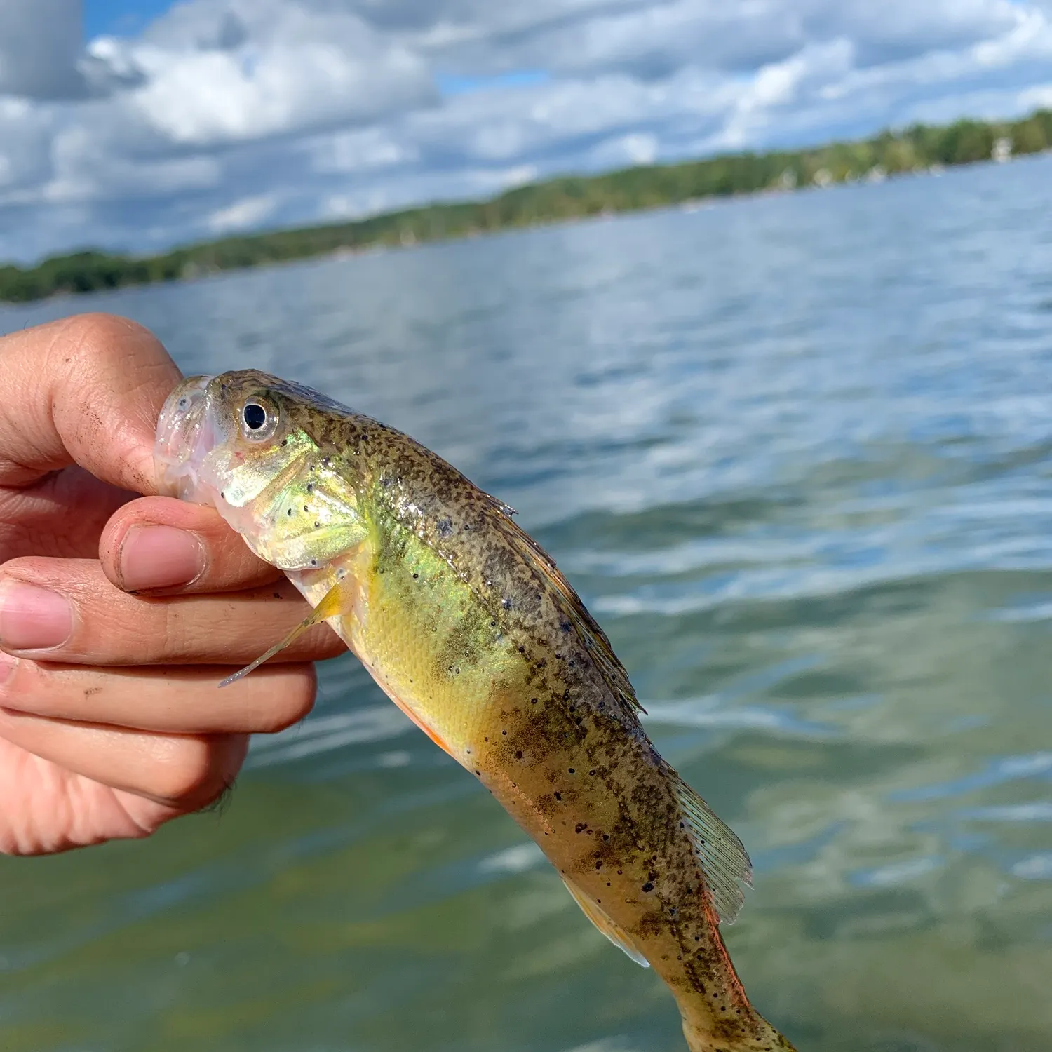Yellow perch caught on Fishbrain